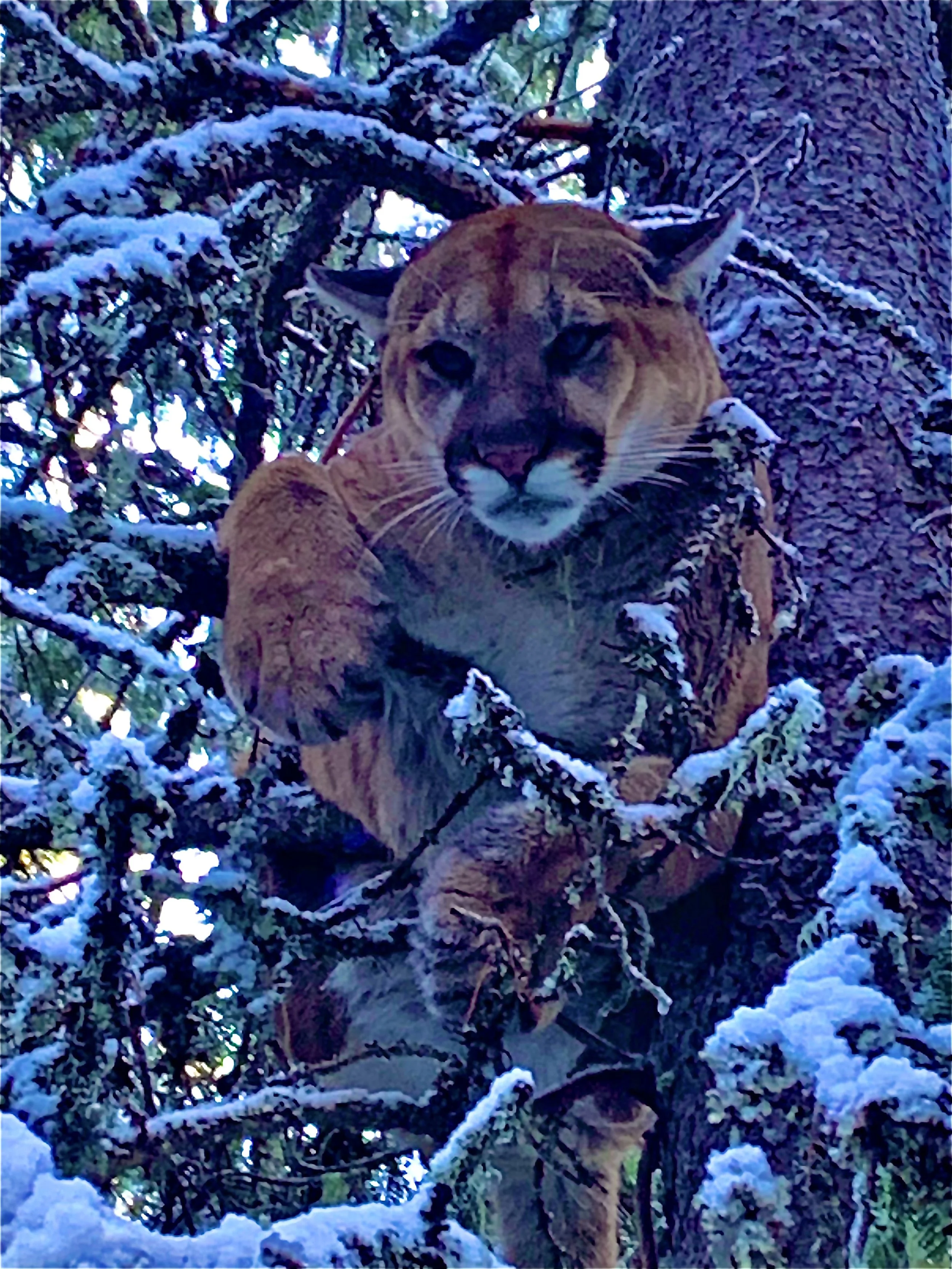 A mountain lion climbing a snow-covered tree in a forest.