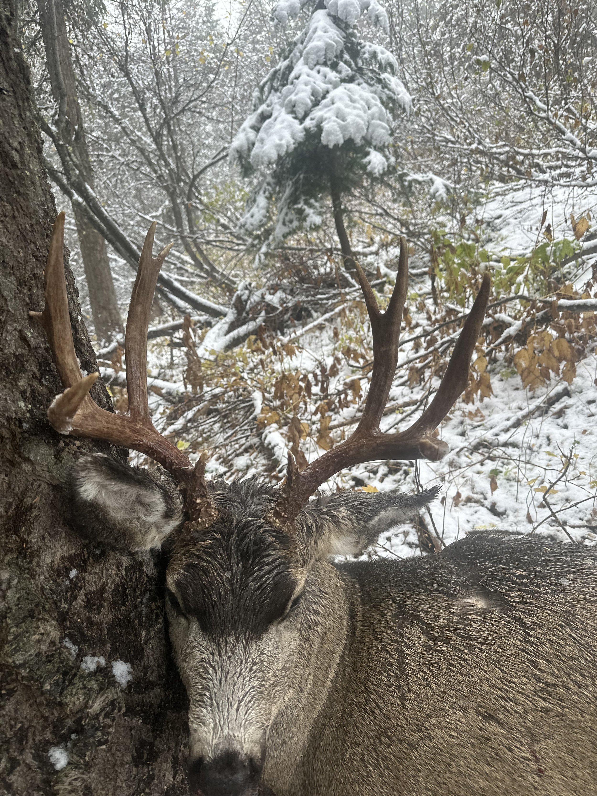 A close-up of a deer with large antlers resting against a tree in a snowy forest.