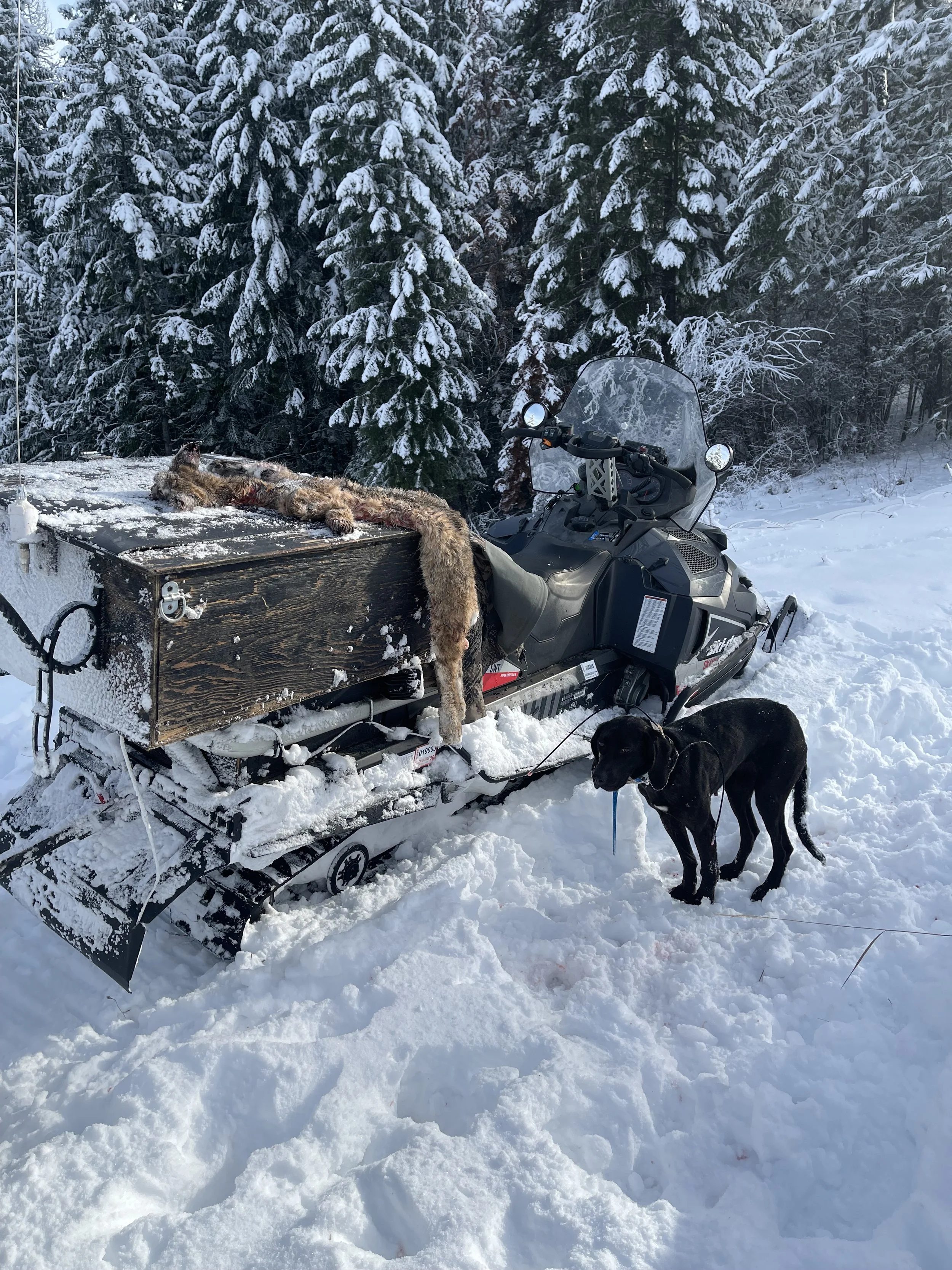A snowmobile parked in a snowy forest, with a bobcat on its back and a black dog standing nearby.