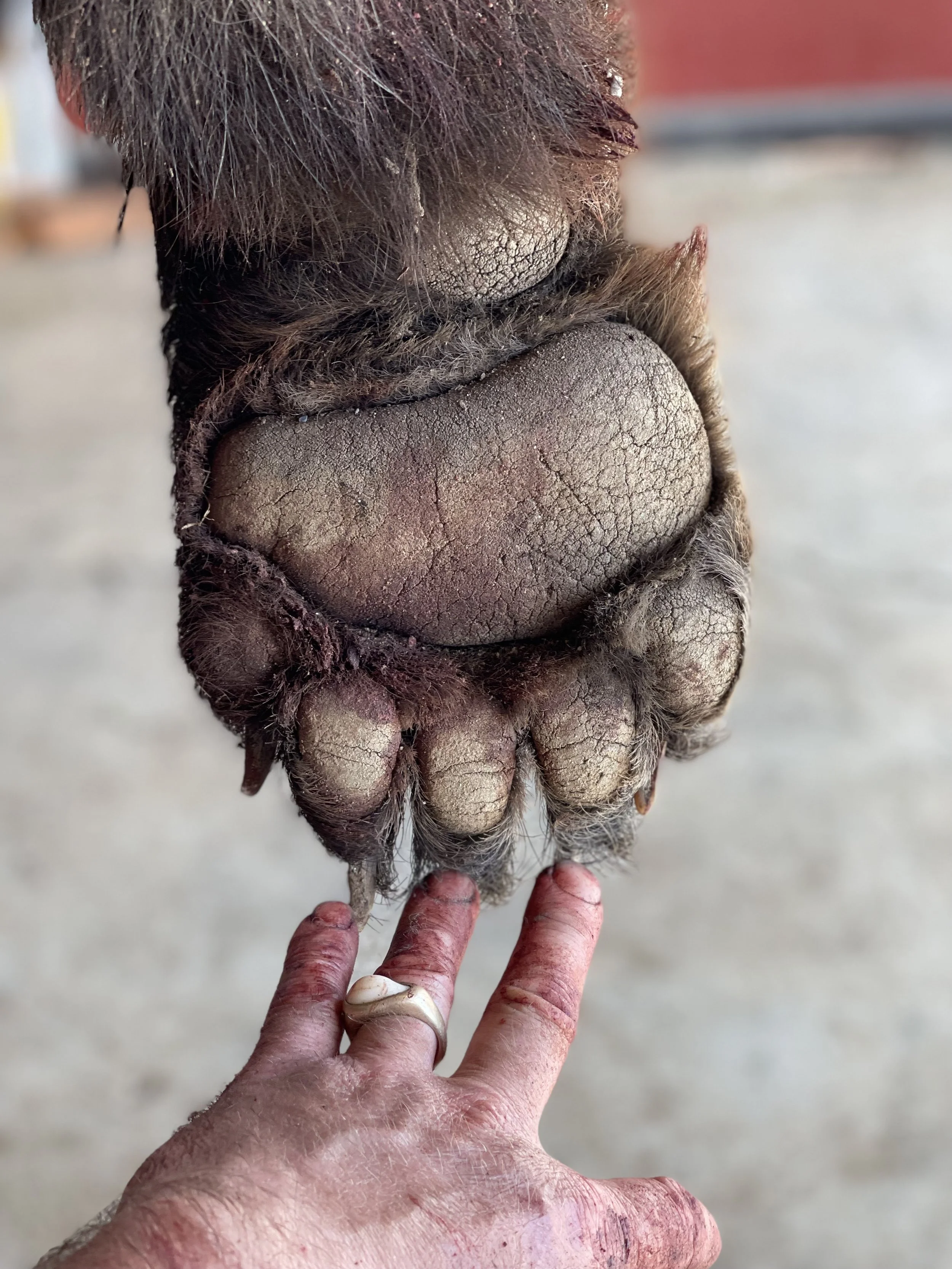 A close-up of a horse's hoof with dry, cracked, and rough sole, with a person's hand touching it.