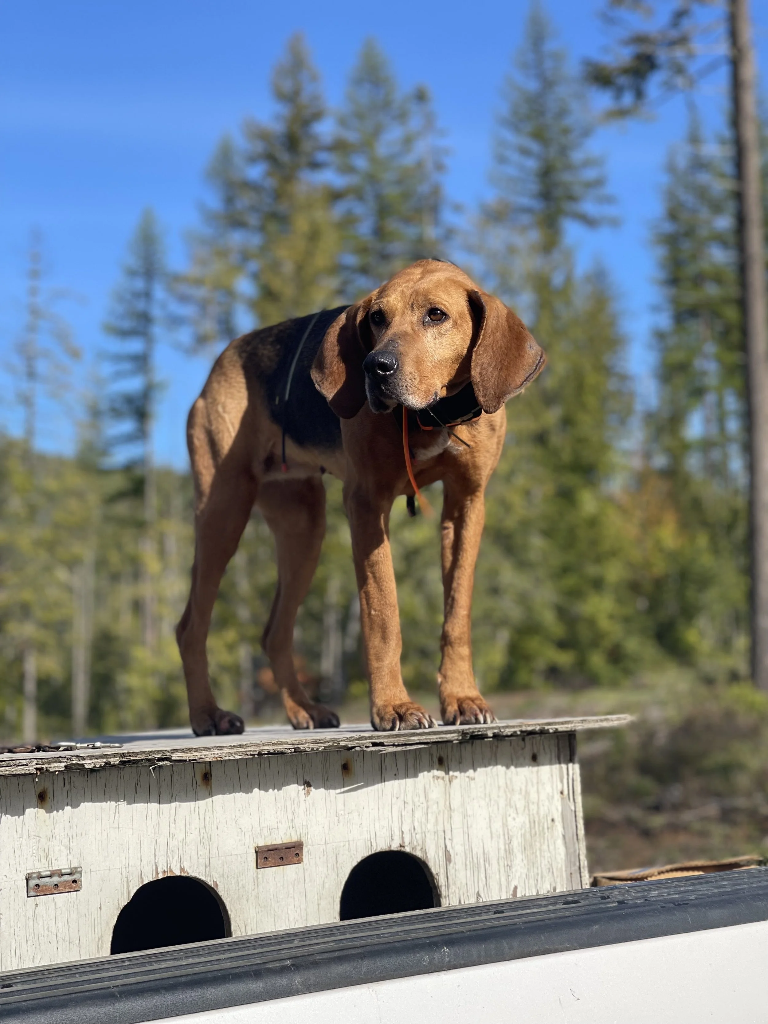 A beagle dog standing on a wooden platform outdoors with trees and a blue sky in the background.