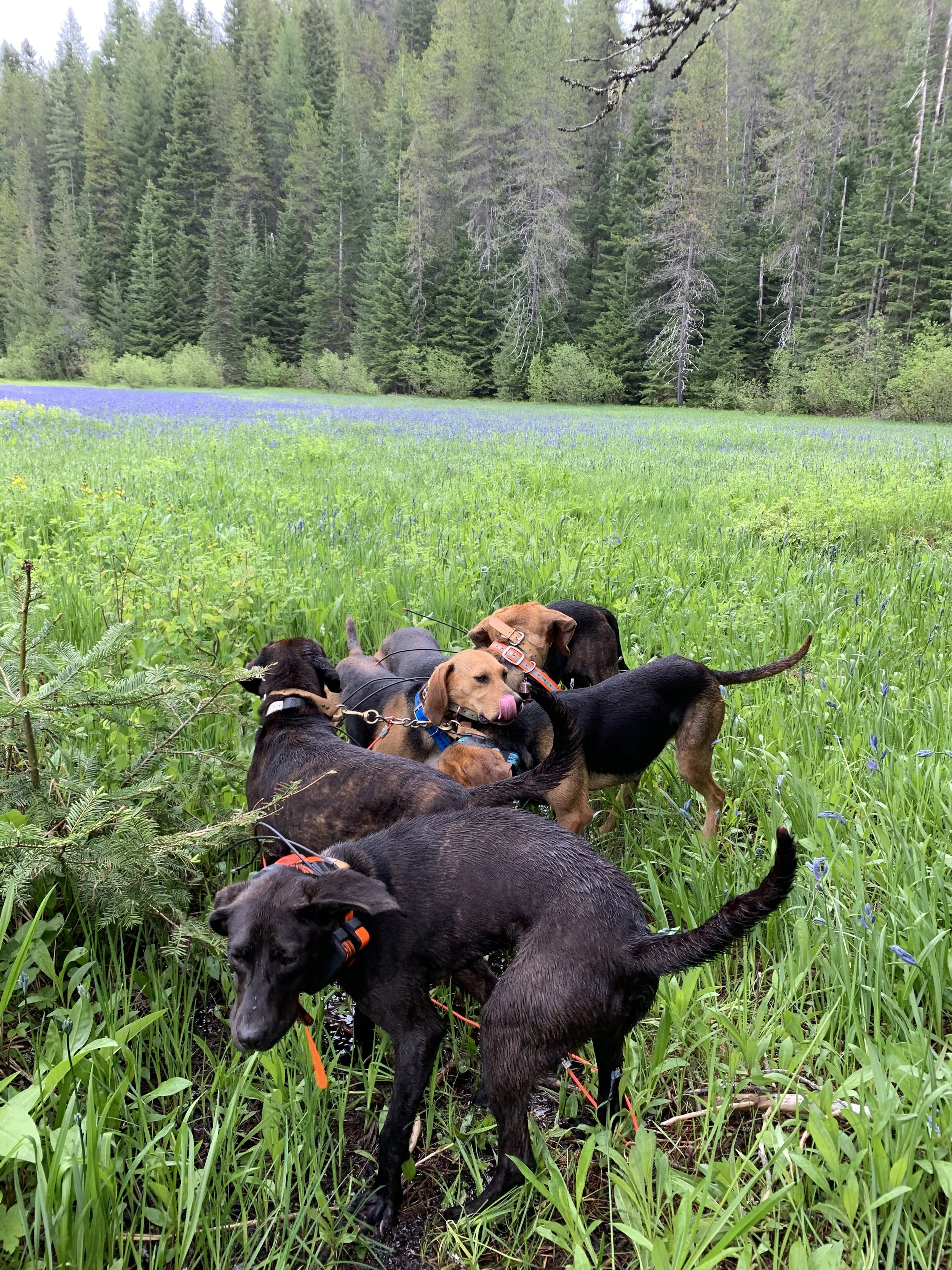 Group of dogs exploring a lush grassy field with wildflowers and a forest in the background.