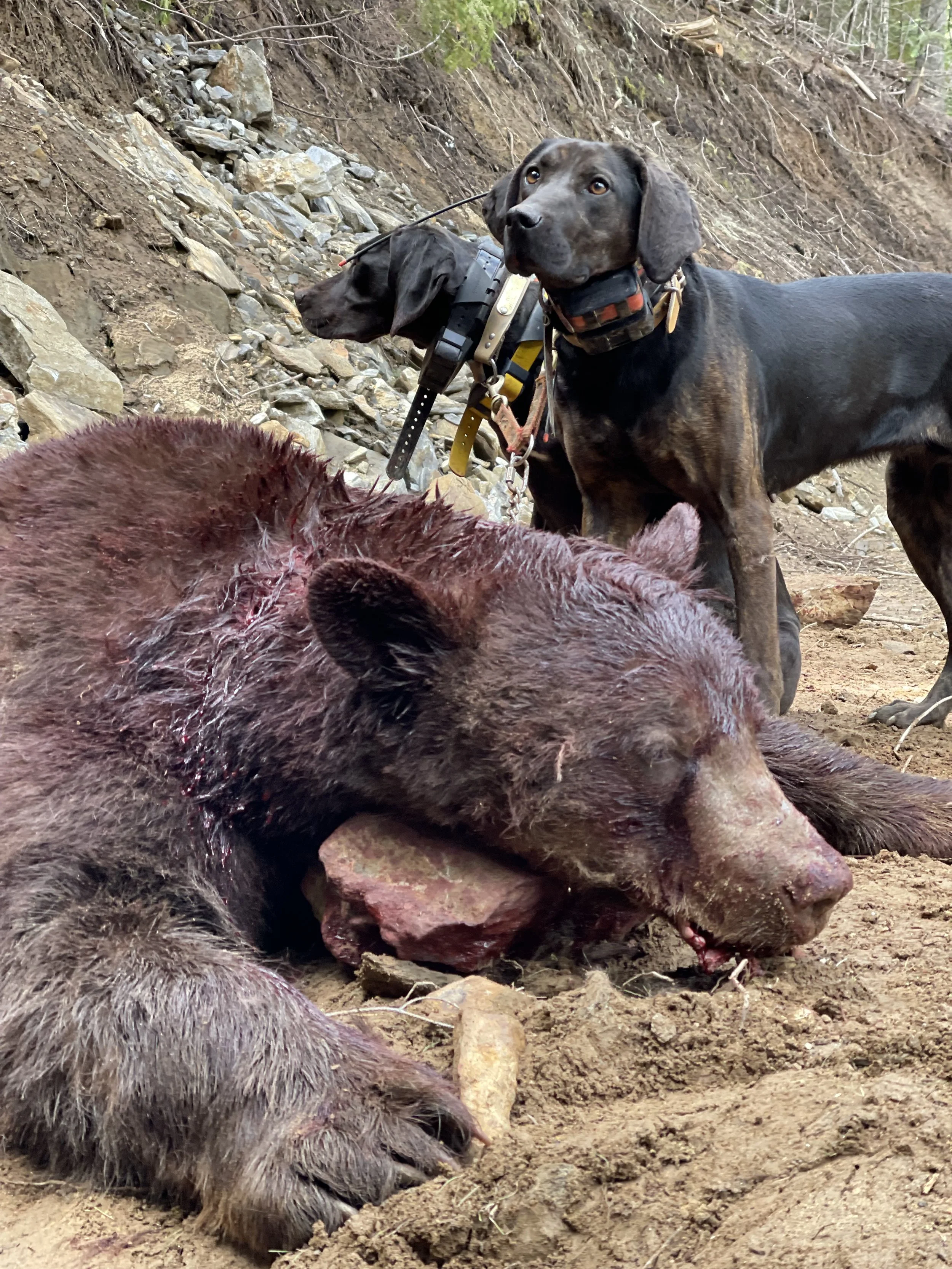 A dead bear lying on the ground with a large wound. Two dogs, a black Labrador Retriever and another dog with a brown and black coat, are standing nearby on a dirt and rocky terrain, in a forested area.