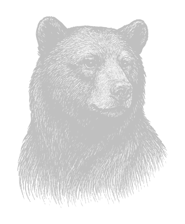 A detailed black and white illustration of a bear's head and upper body against a black background.