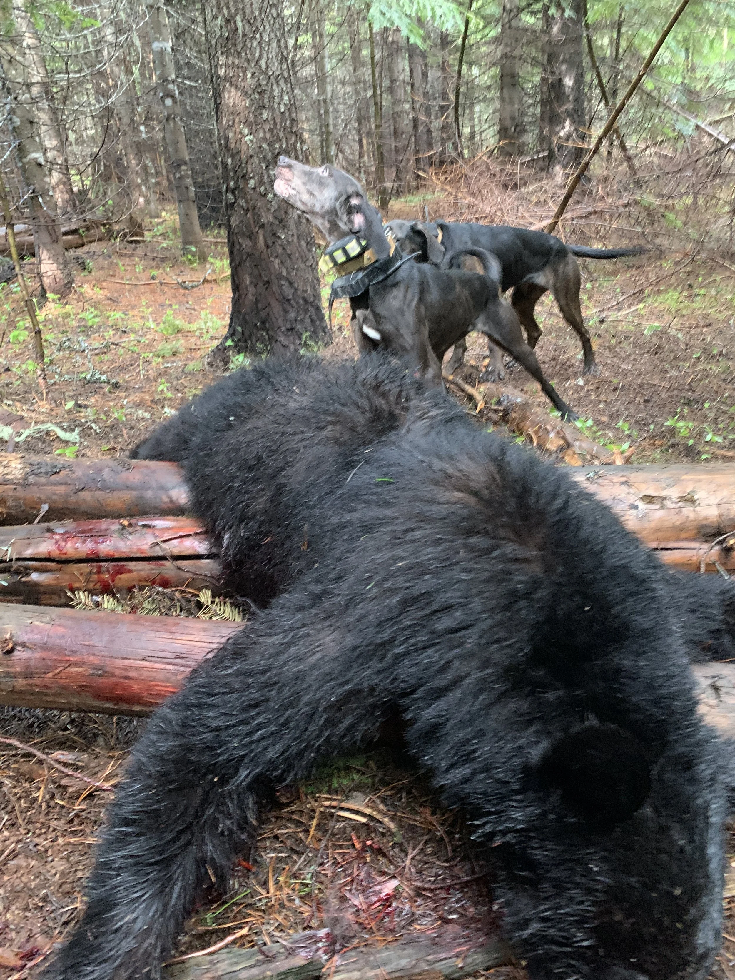 Three dogs, including a bear cub, in a wooded forest, with a fallen log and tree trunks, some blood visible on the ground.