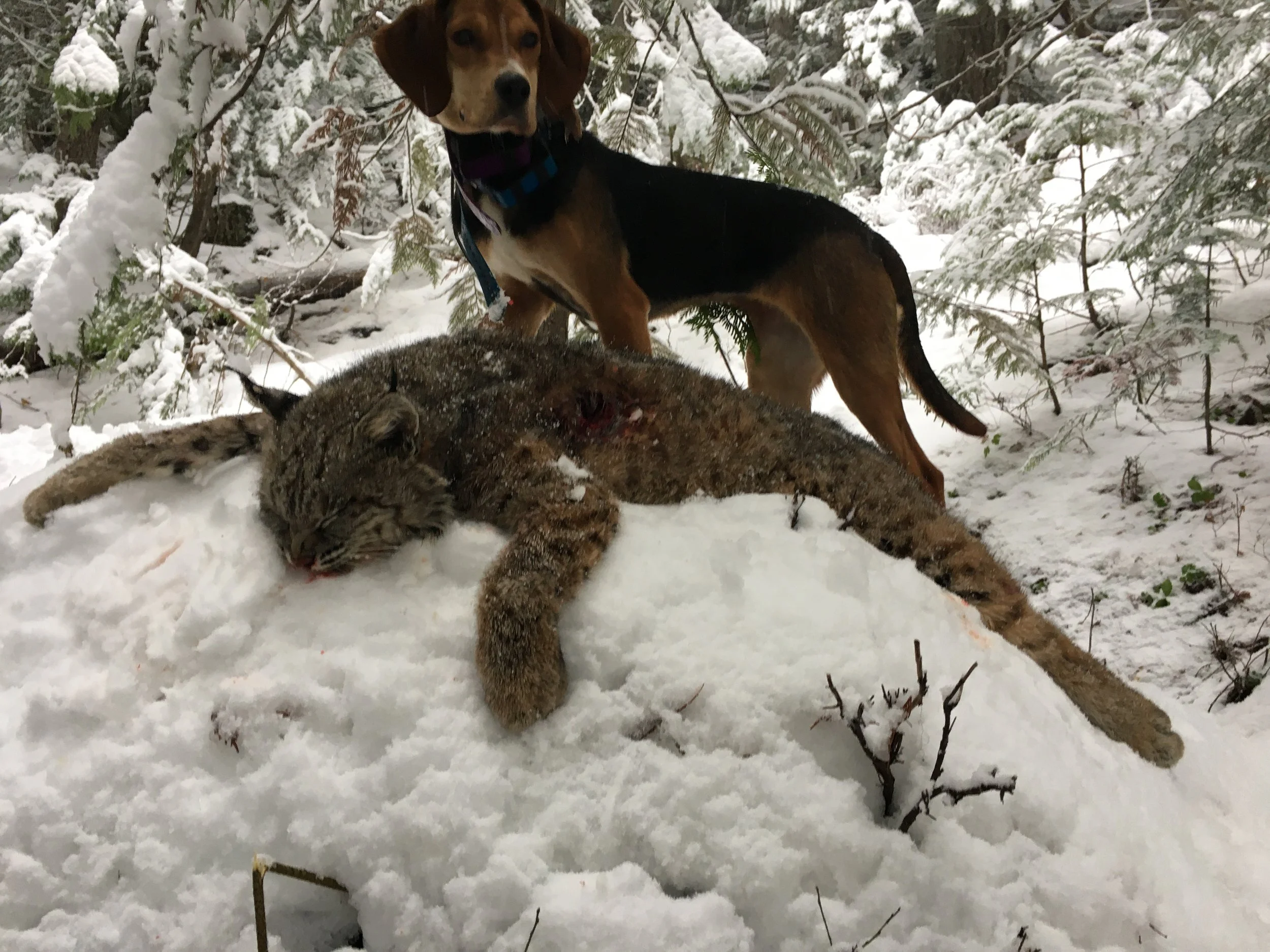 A hunting dog standing over a bobcat in a snowy forest.
