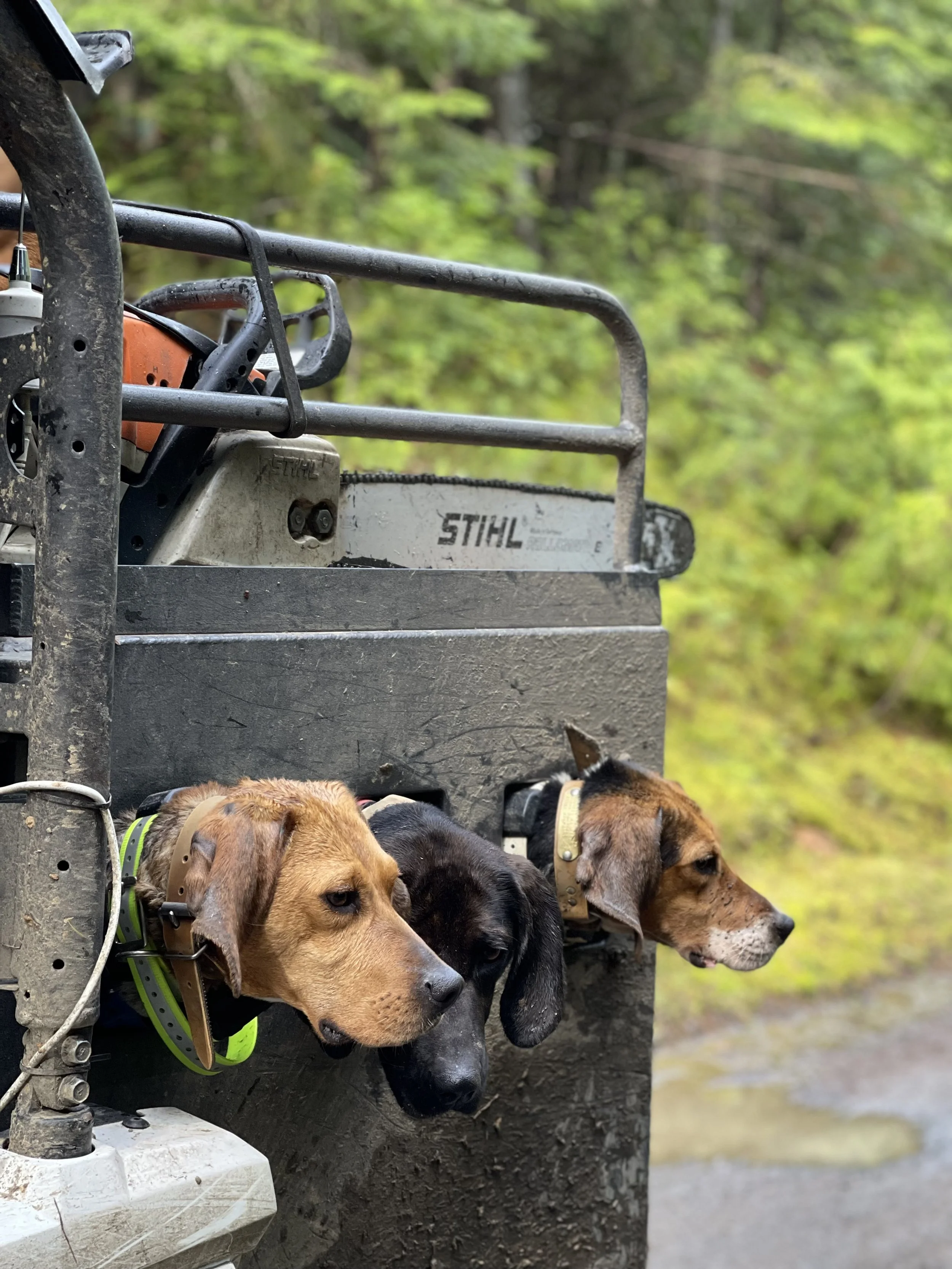 Three puppies with collars peeking out of a utility vehicle's side compartment in a forest setting.