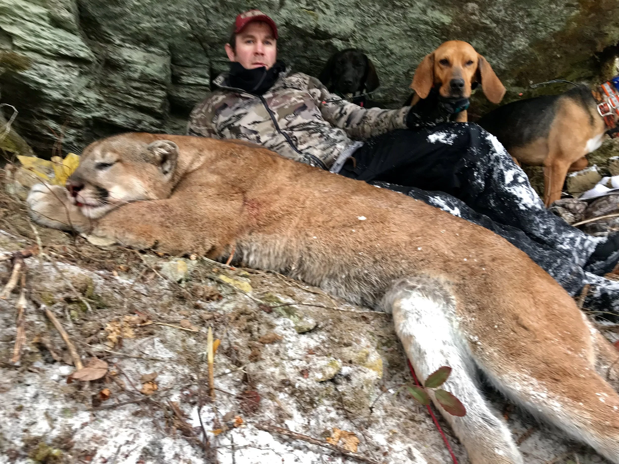 A man in camouflage clothing lying against rocks with two dogs and a mountain lion lying on the ground in front of him.