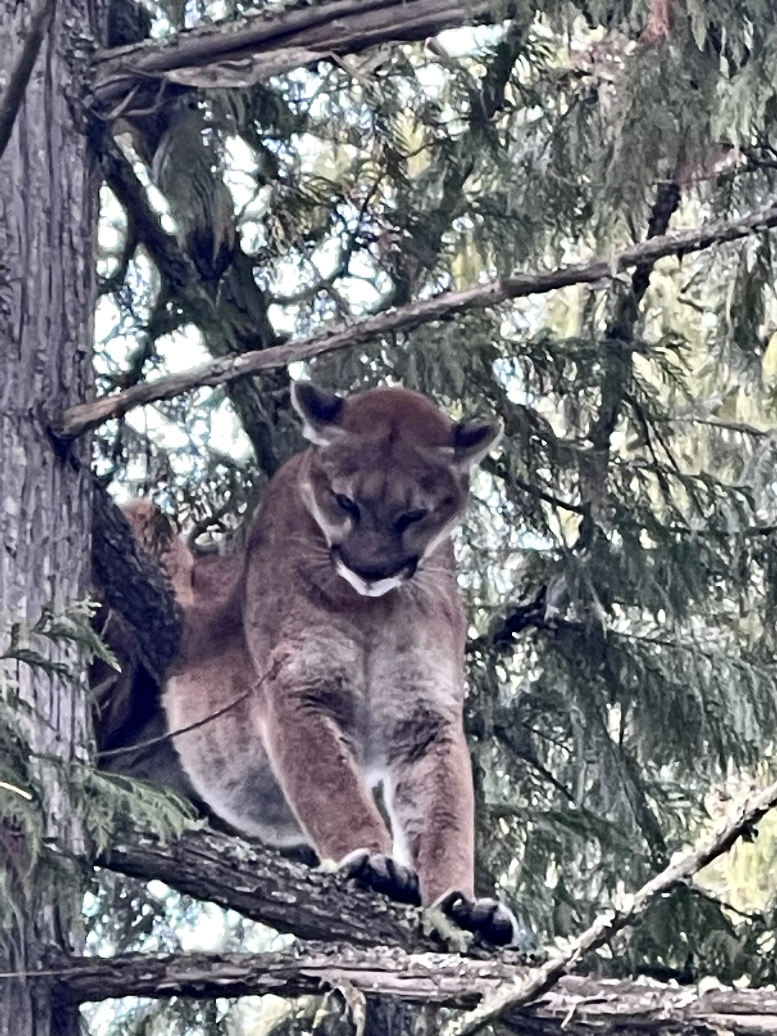 A mountain lion perched on a tree branch among evergreen trees, looking downward.