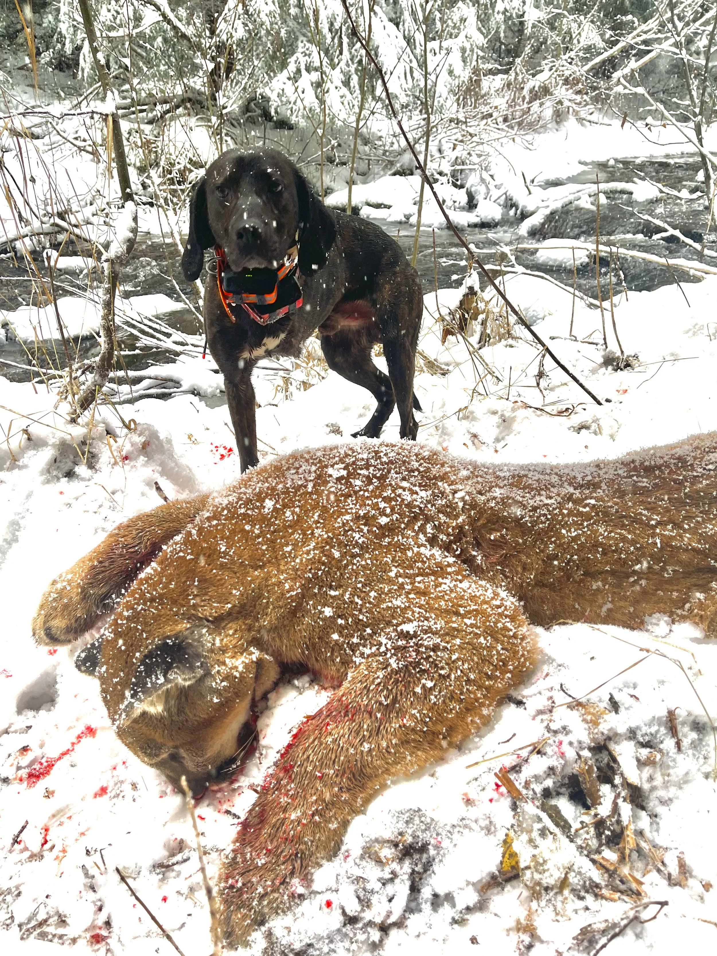 A dog standing over a mountain lion in a snowy outdoor setting with trees and a creek in the background.