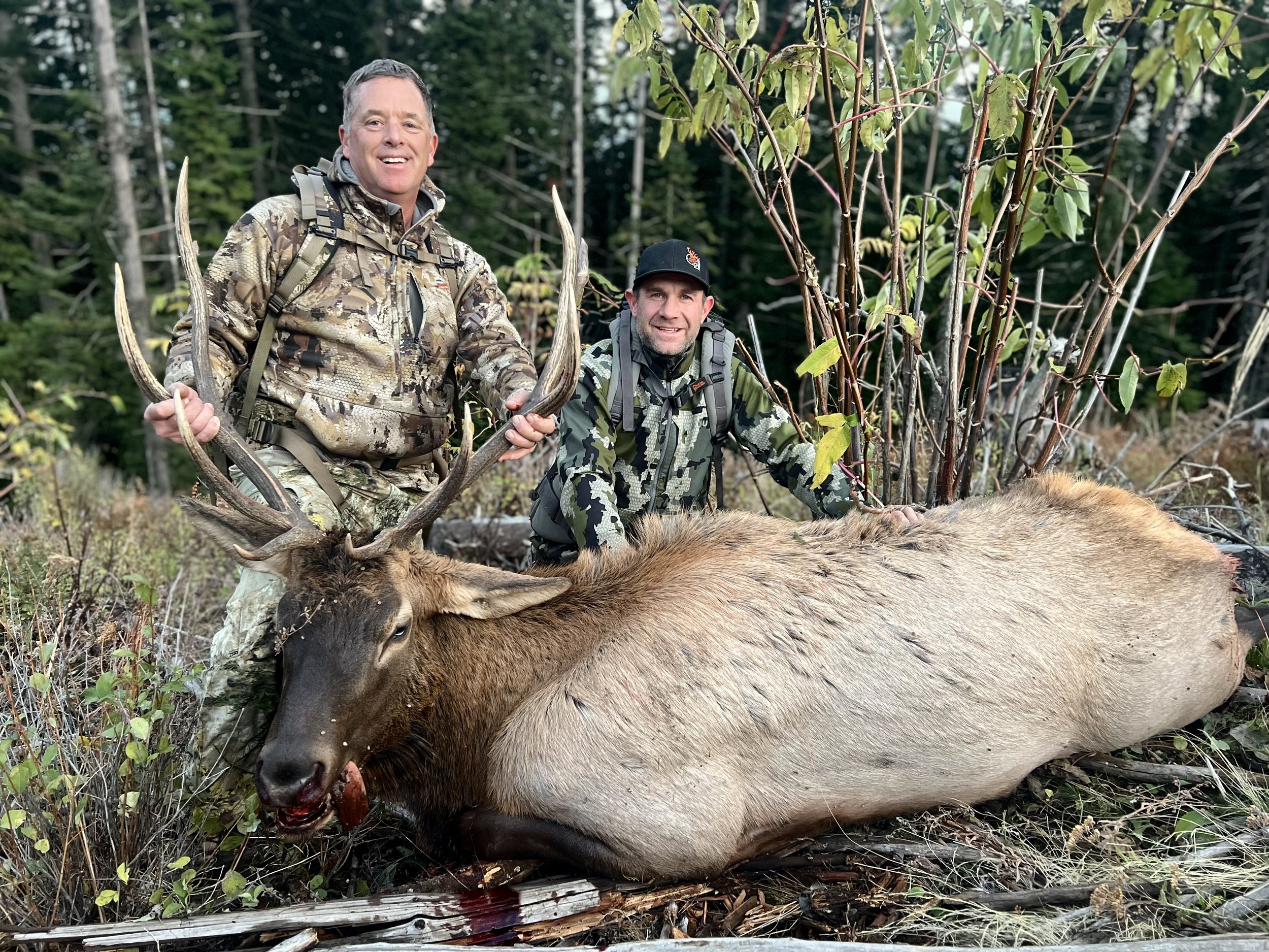 Two men in camouflage hunting clothes squatting next to a large, recently killed elk with large antlers in a forested area.