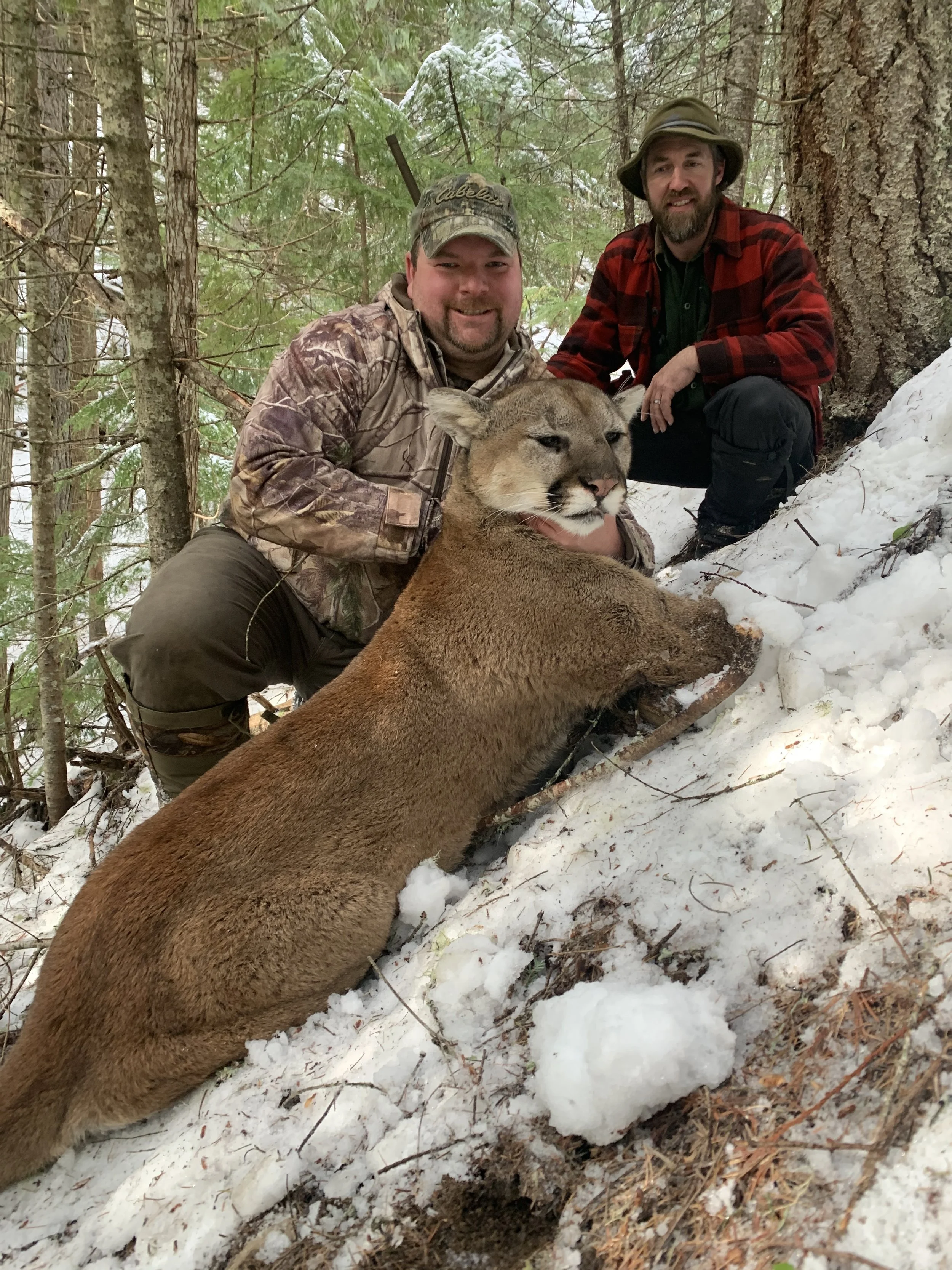 Two men in outdoor winter clothing with a mountain lion and a dead cougar in a snow-covered forested area.