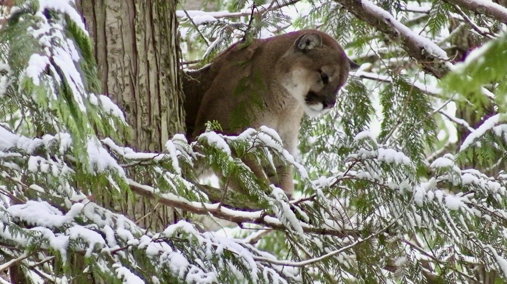 A mountain lion or cougar resting on a snow-covered tree branch in a forest with snow on the branches.