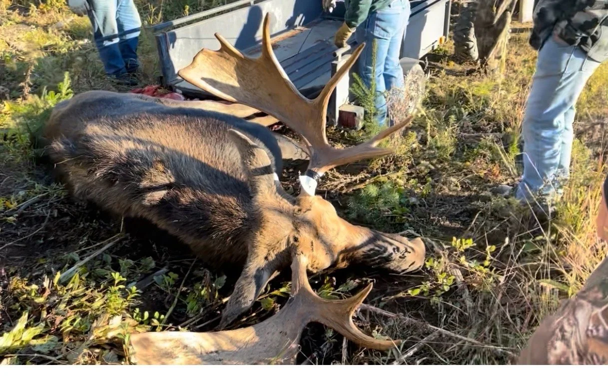 A large moose with prominent antlers lies on the ground, surrounded by bushes and grass. Several people are standing nearby, some taking photos, near a vehicle on a dirt or grassy area.