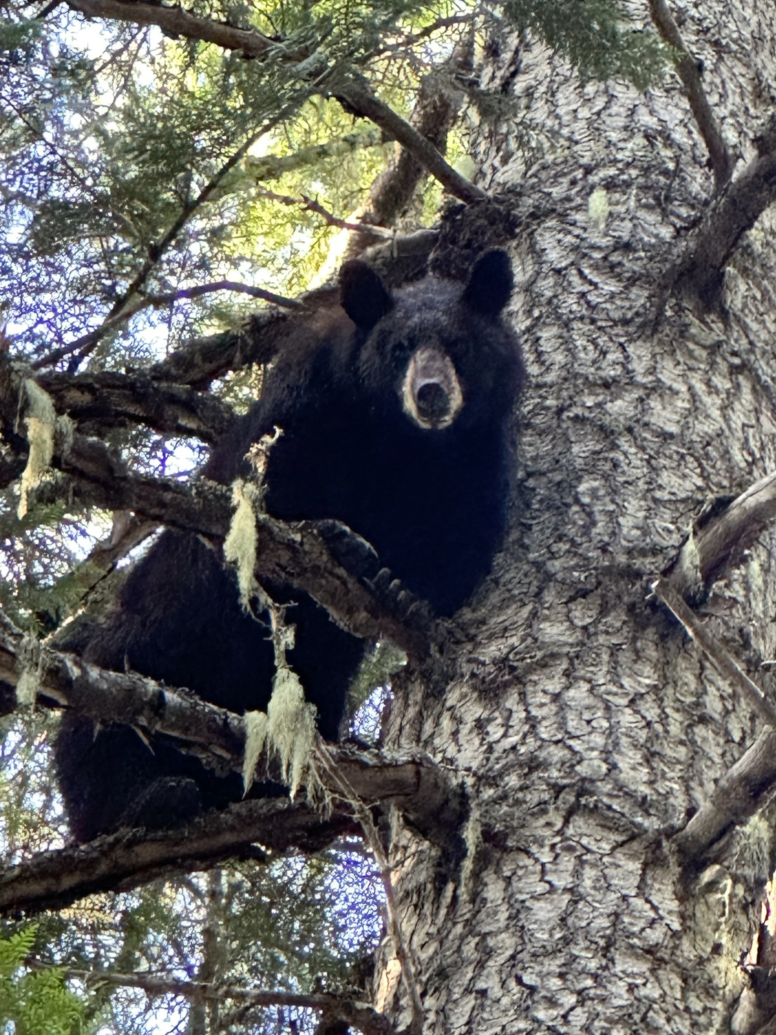 A bear cub climbing a tree, looking down from a branch, surrounded by green leaves and branches.