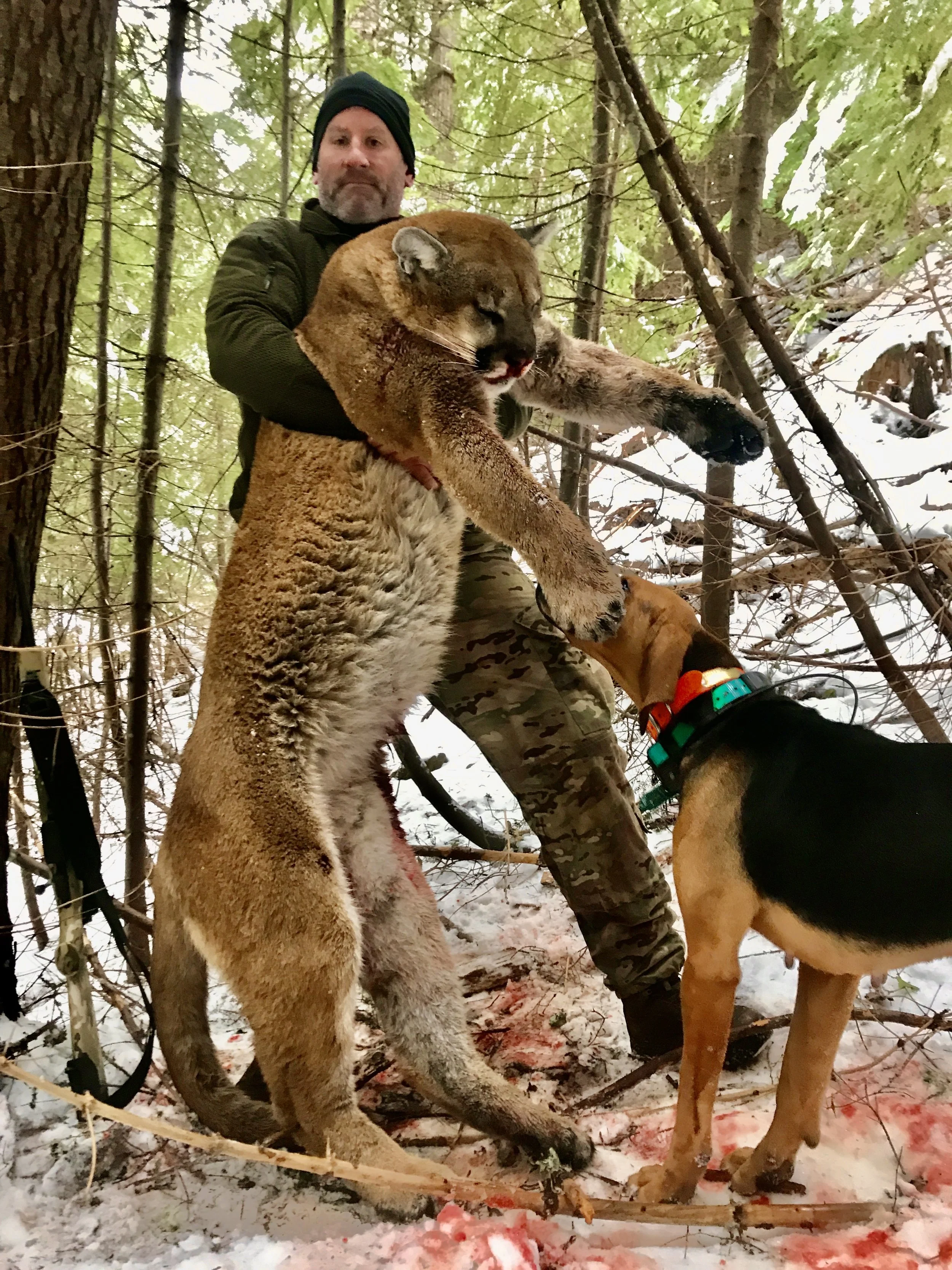 A man dressed in camouflage clothing holding a large mountain lion, with a dog sniffing the mountain lion's leg in a snowy forest.