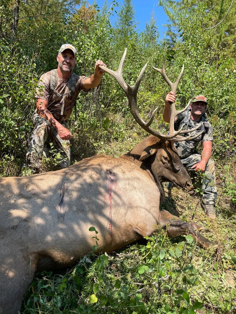 Two men in camouflage clothing posing with a large elk they appear to have hunted, lying on the ground among greenery in a wooded area.