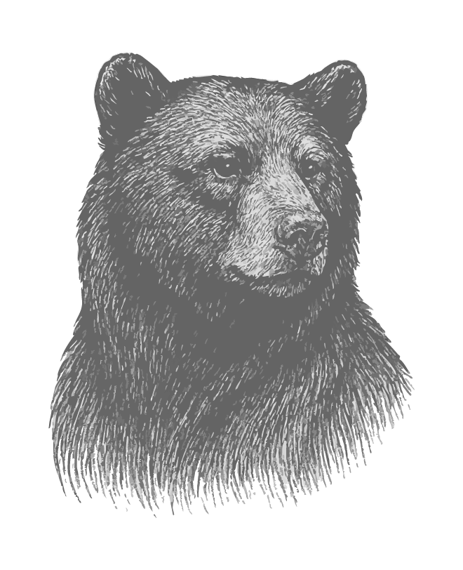 Illustration of a bear's head with detailed fur and facial features on a black background.