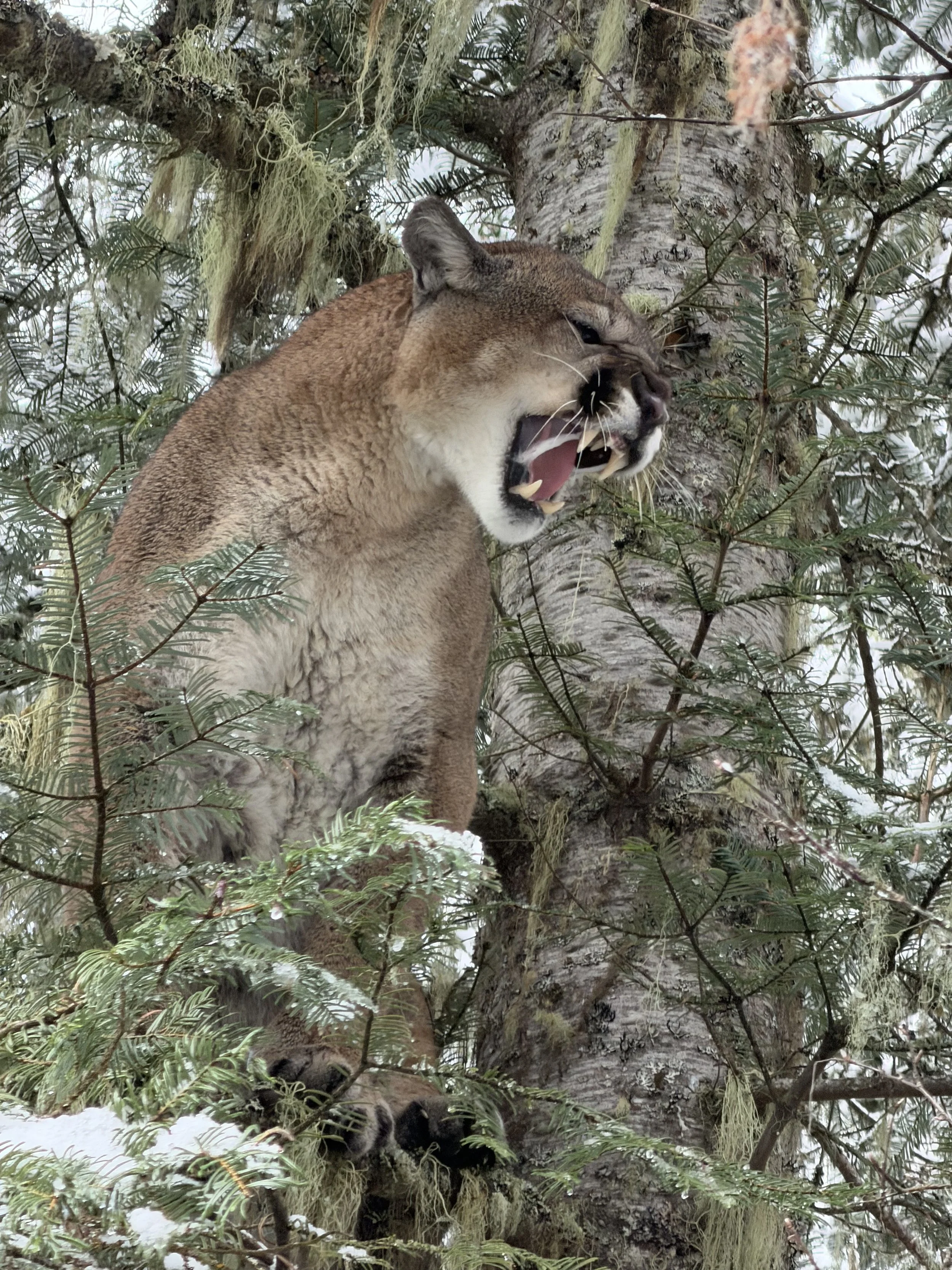A mountain lion perched in a tree, roaring with its mouth open, surrounded by snow and green pine branches.