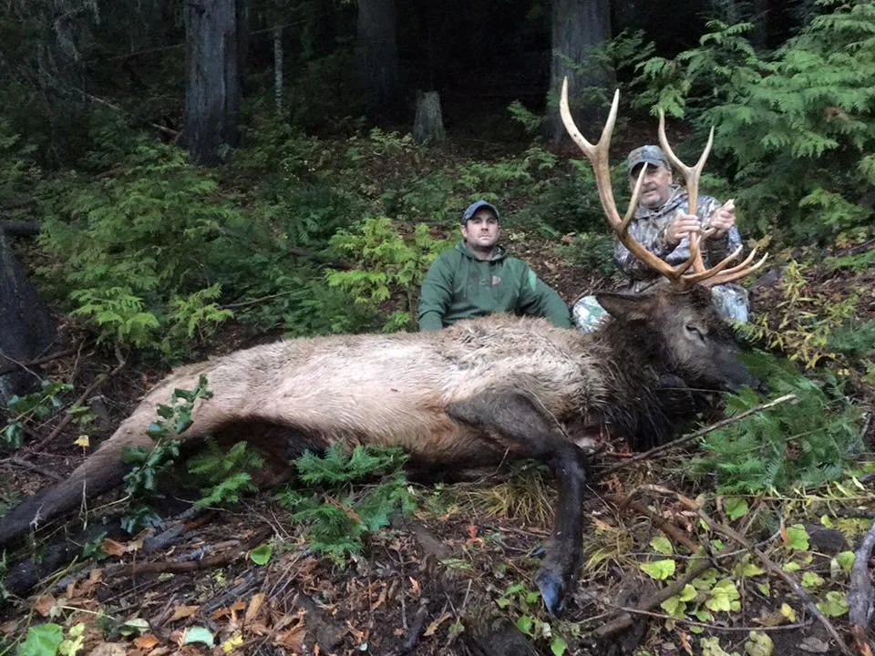 Two hunters pose behind a large dead elk with impressive antlers in a forested area with green foliage.