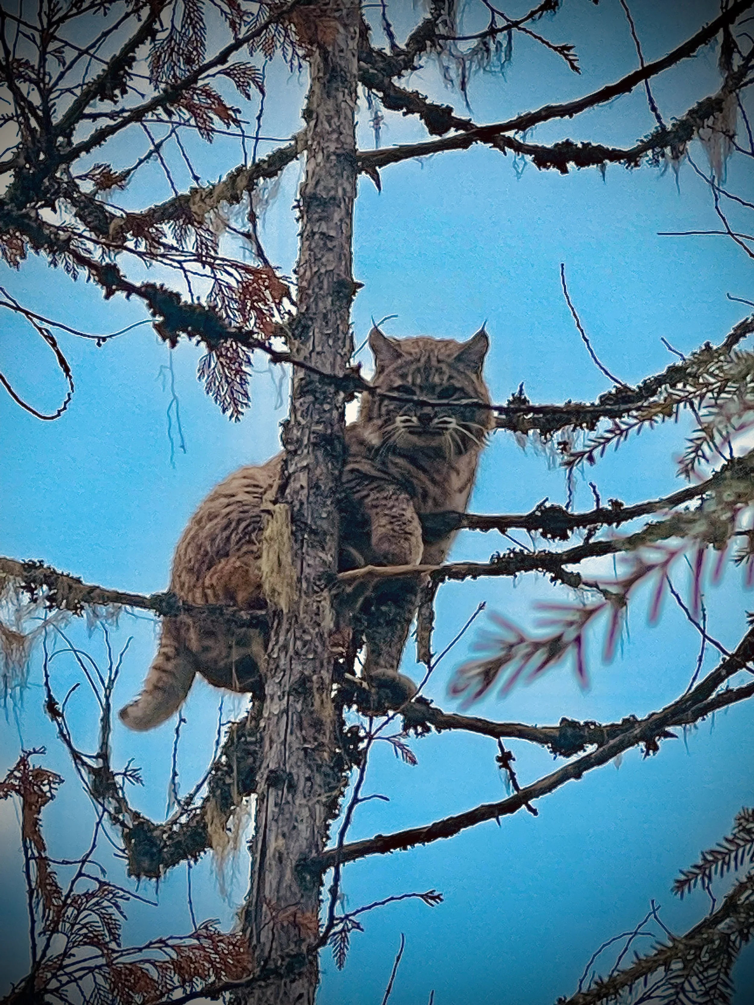 A wild cat, possibly a bobcat, perched on a branch high in a tree against a blue sky.