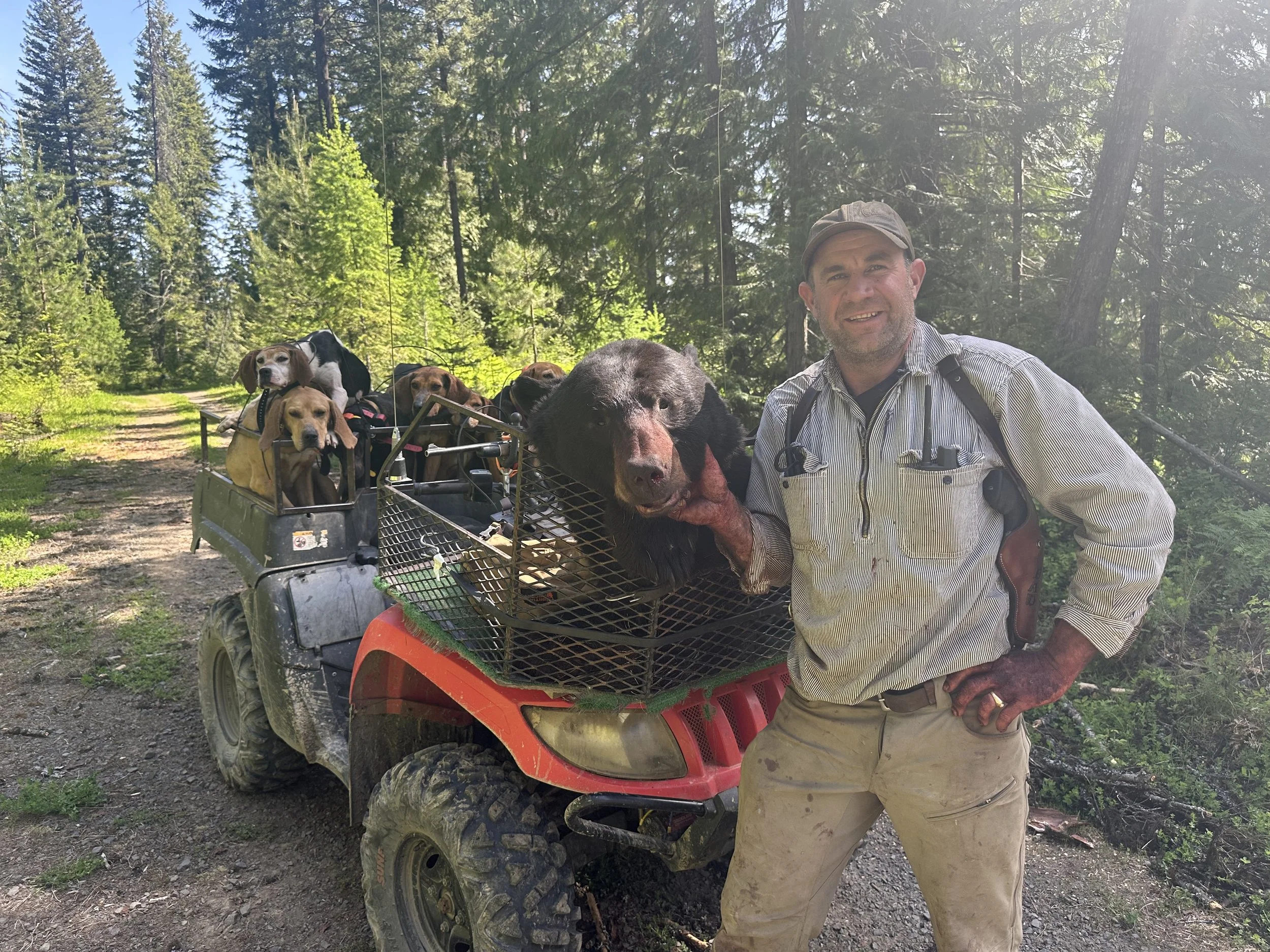 A man standing next to an ATV with a cage full of hunting dogs, mainly beagles and a large black hunting dog, in a forest on a dirt trail during daytime.