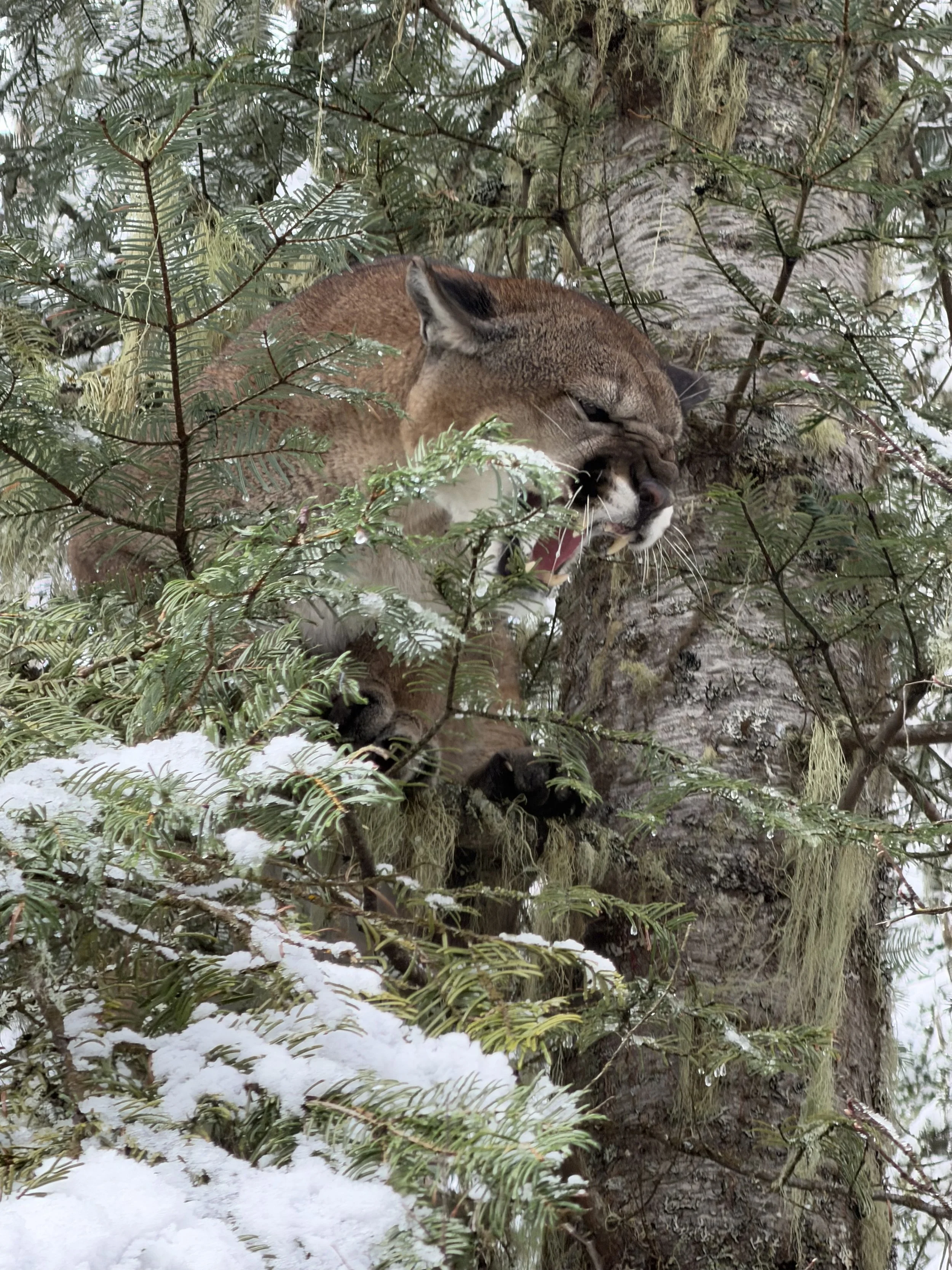 A mountain lion perched in a tree with snow on the branches.