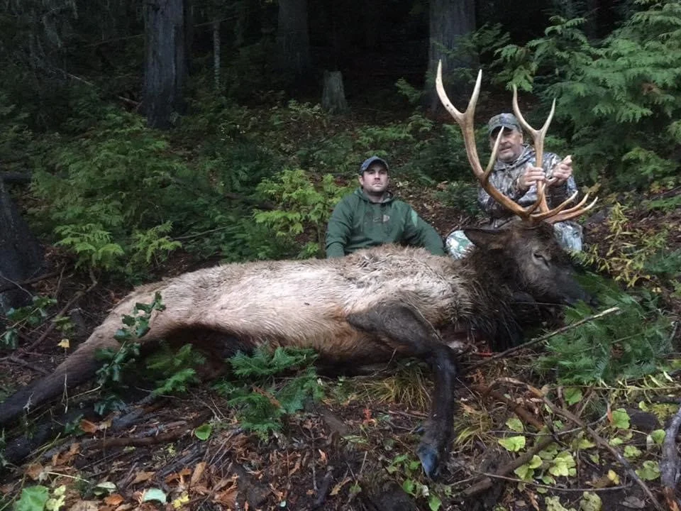 Two hunters posing with a dead elk in a forest, with one man sitting and the other kneeling behind the elk, which has large antlers and is lying on the ground surrounded by green foliage.