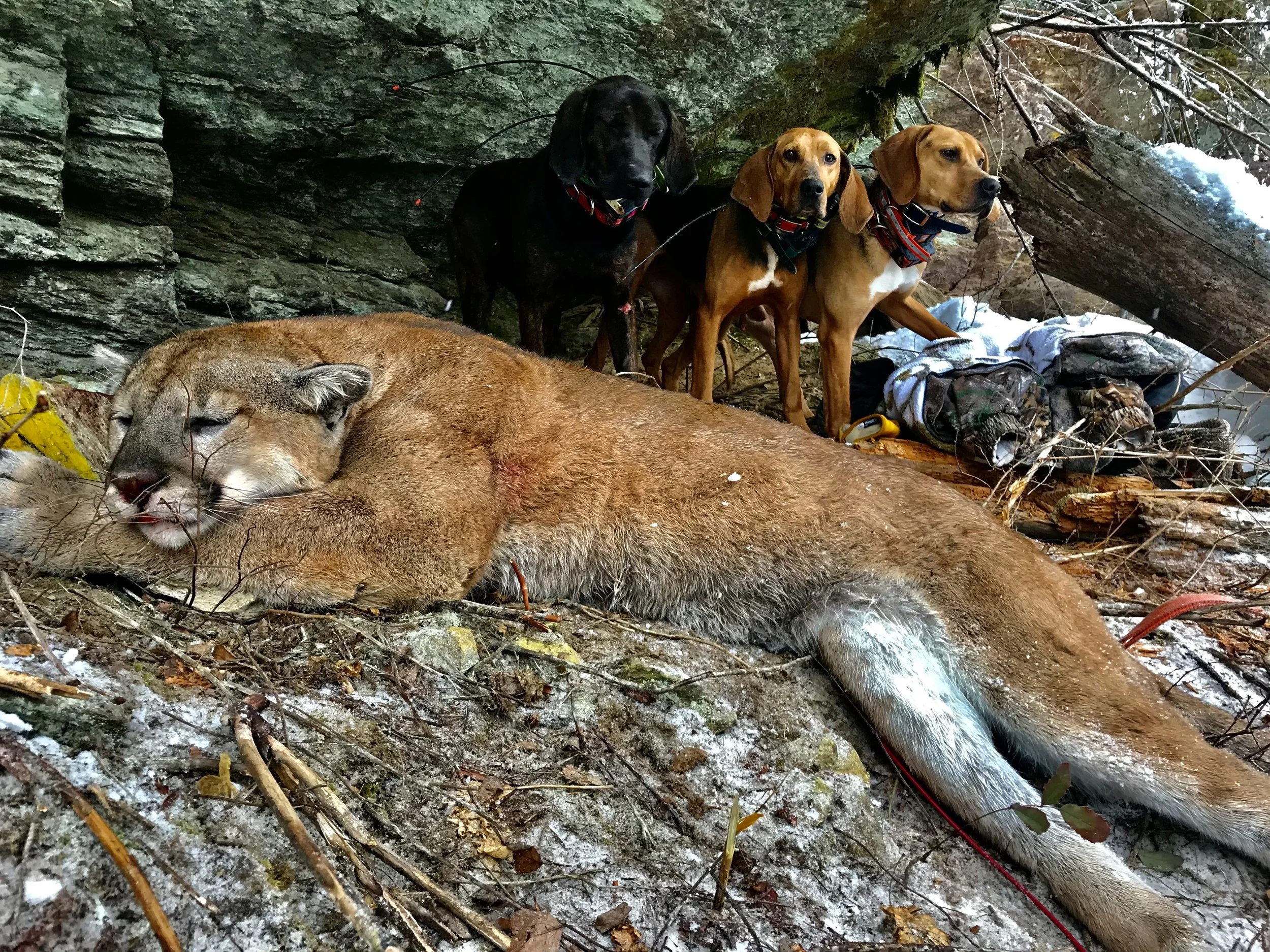 A hunting scene with a mountain lion lying on the ground, seemingly deceased, and three dogs standing behind, two of which are brown and one black, in a wooded, snowy area.