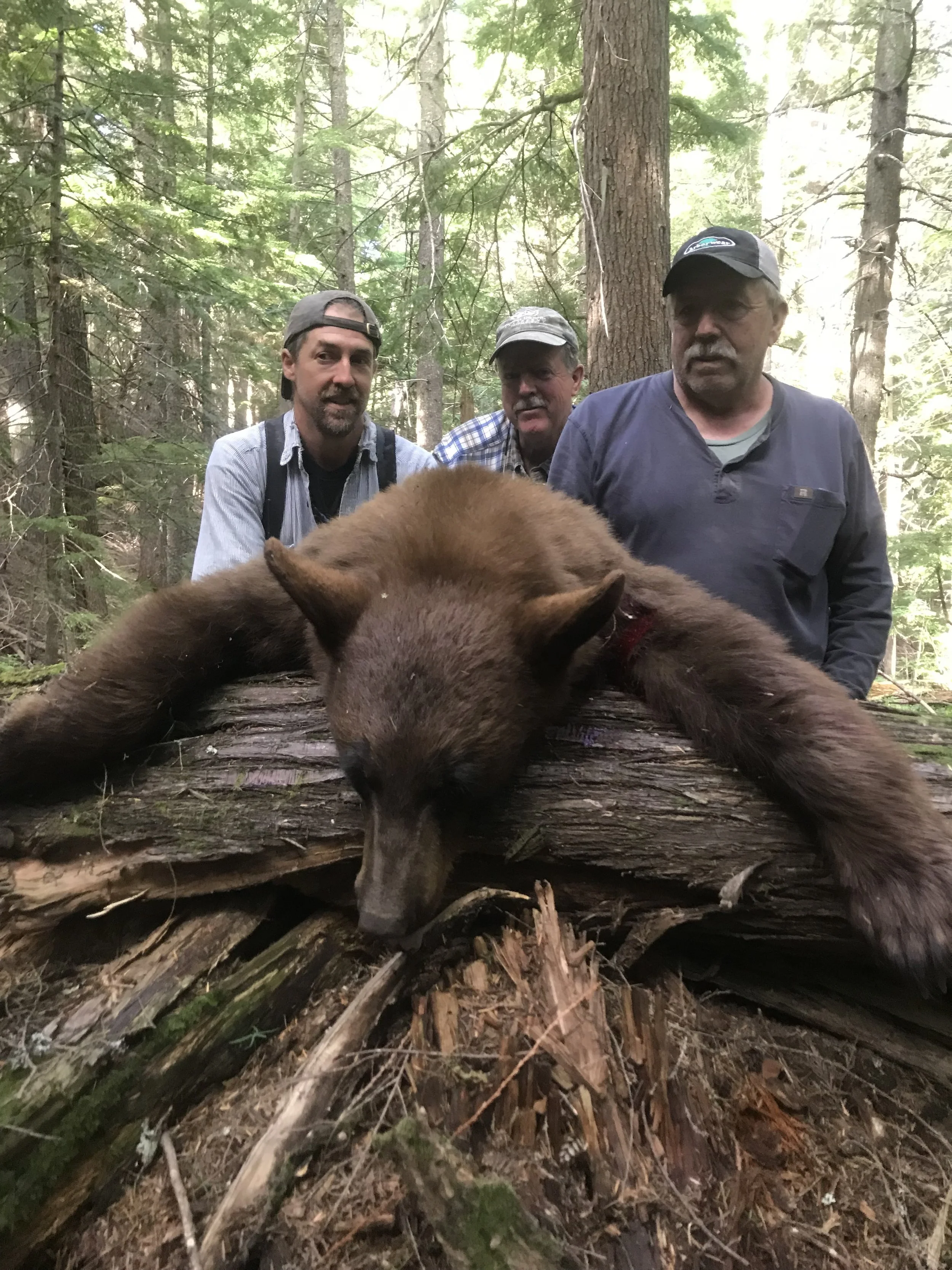 Three men stand in a forest behind a large fallen log with a bear lying on top of it.