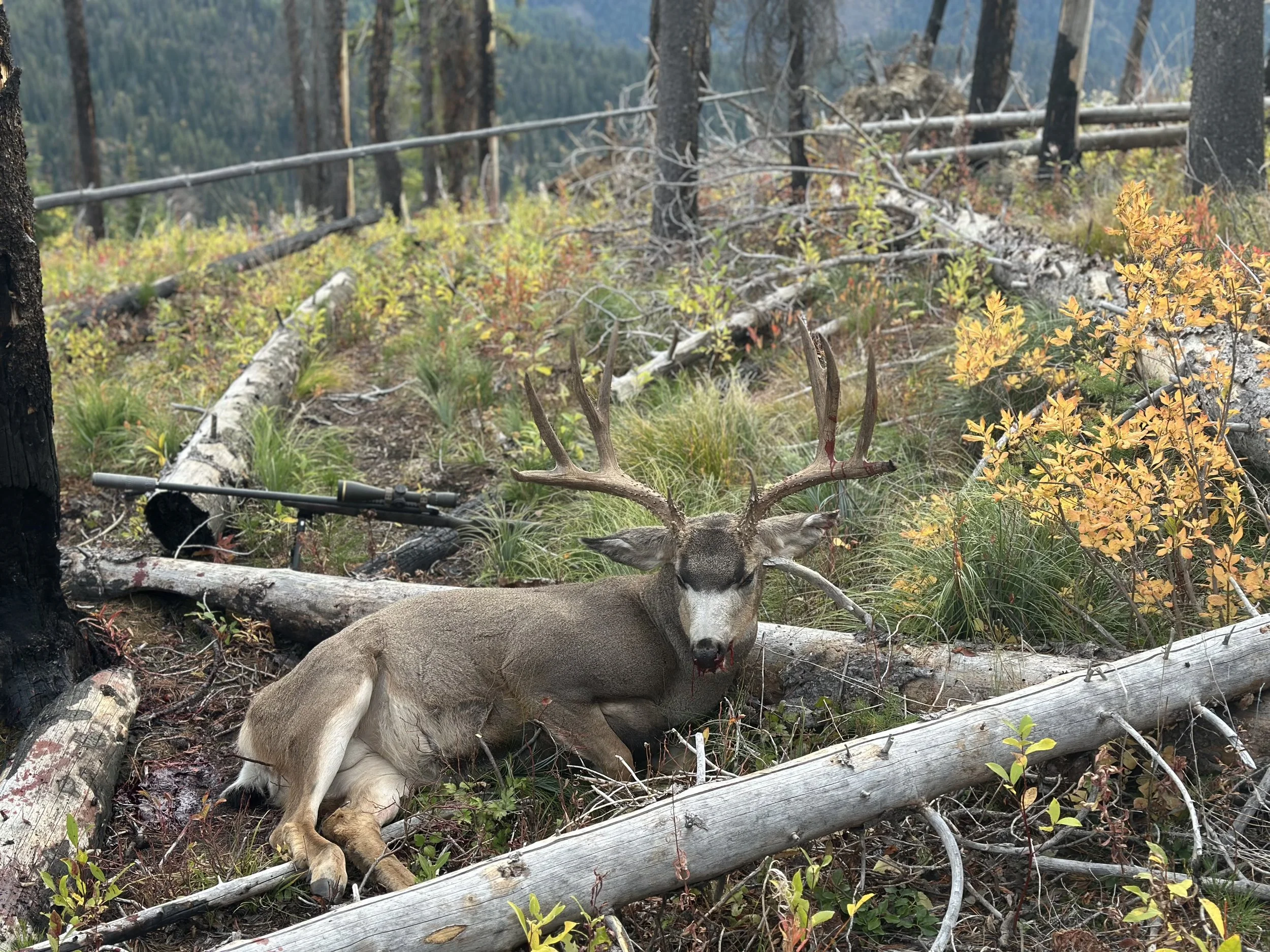 Dead deer with antlers lying on forest floor with fallen trees and autumn-colored foliage.
