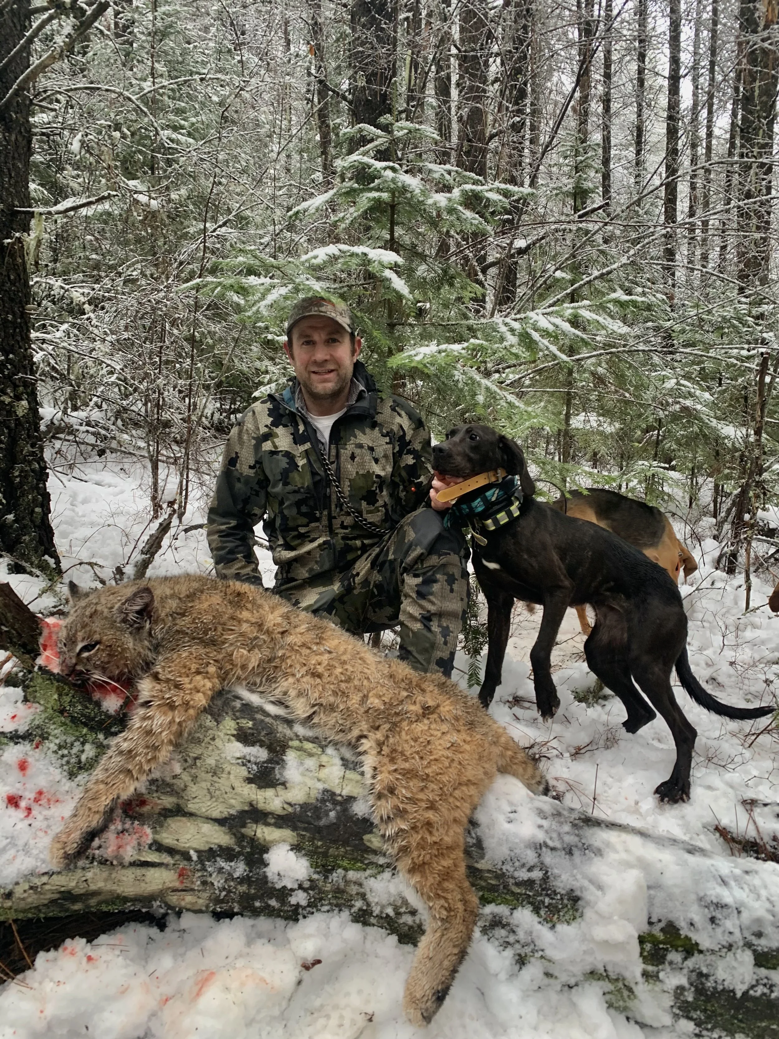 A man dressed in camouflage clothing kneeling in a snowy forest next to a deceased mountain lion on a fallen tree, with two dogs nearby, one black and one tan, amidst snow-covered trees.