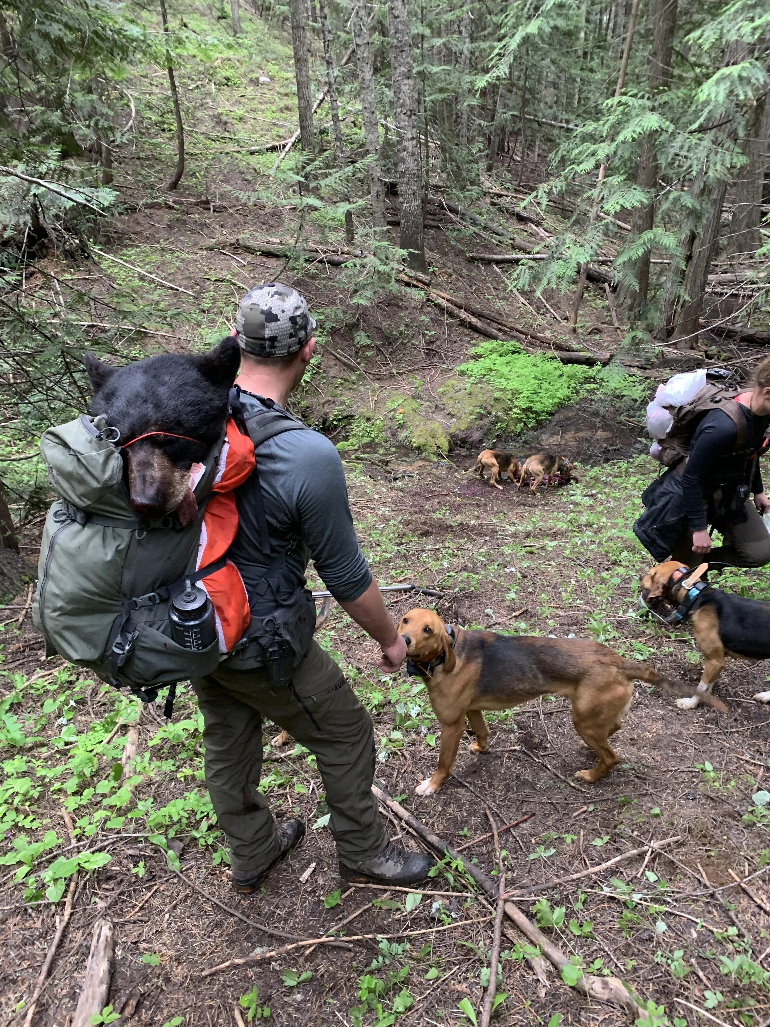 People with backpacks and dogs walking through a forested trail.