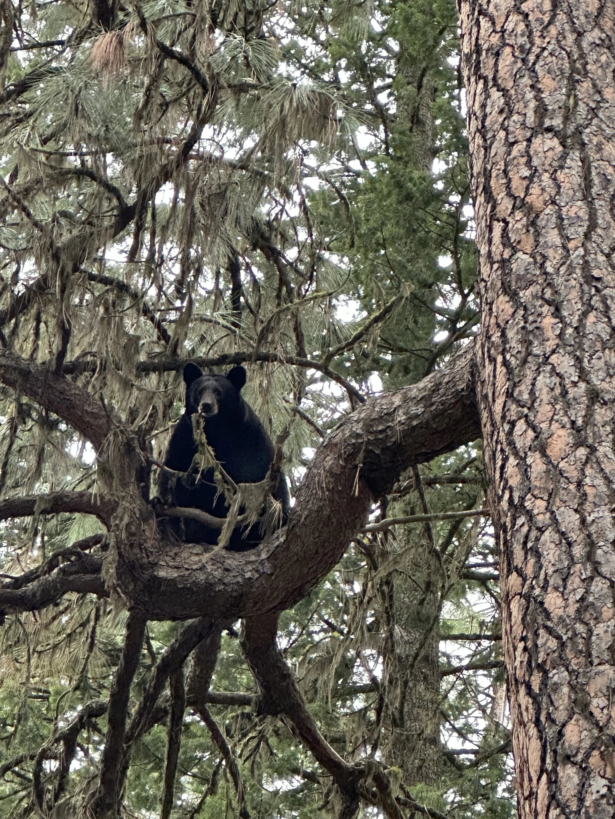 A black bear sitting on a tree branch in a forest with dense green foliage.