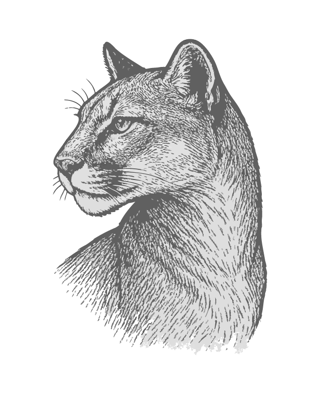 Black and white illustration of a mountain lion's profile facing left with detailed fur and facial features.