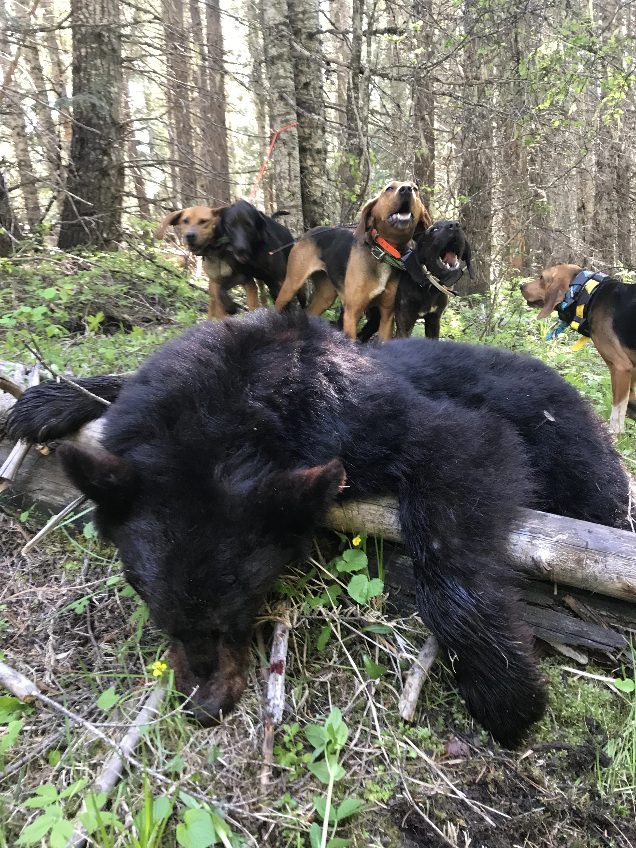 A group of five dogs in a forest, one black bear lying on the ground, and trees in the background.