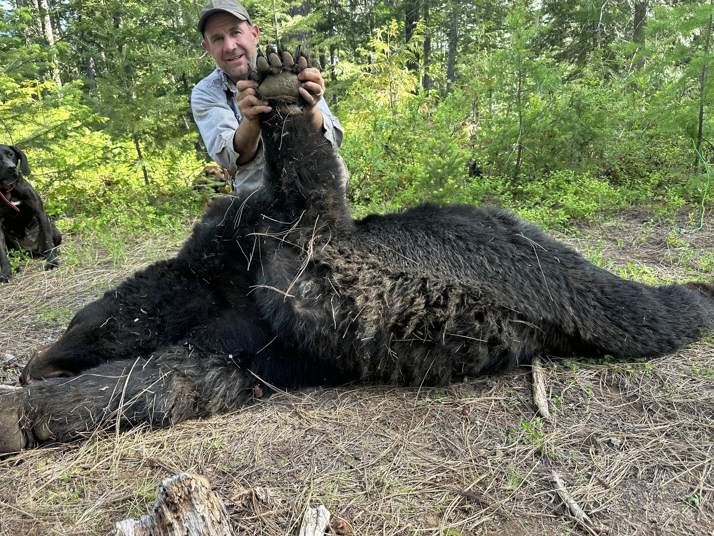 A man smiling and holding up a bear paw while lying beside a large, dead black bear in a forested area with green trees and bushes.