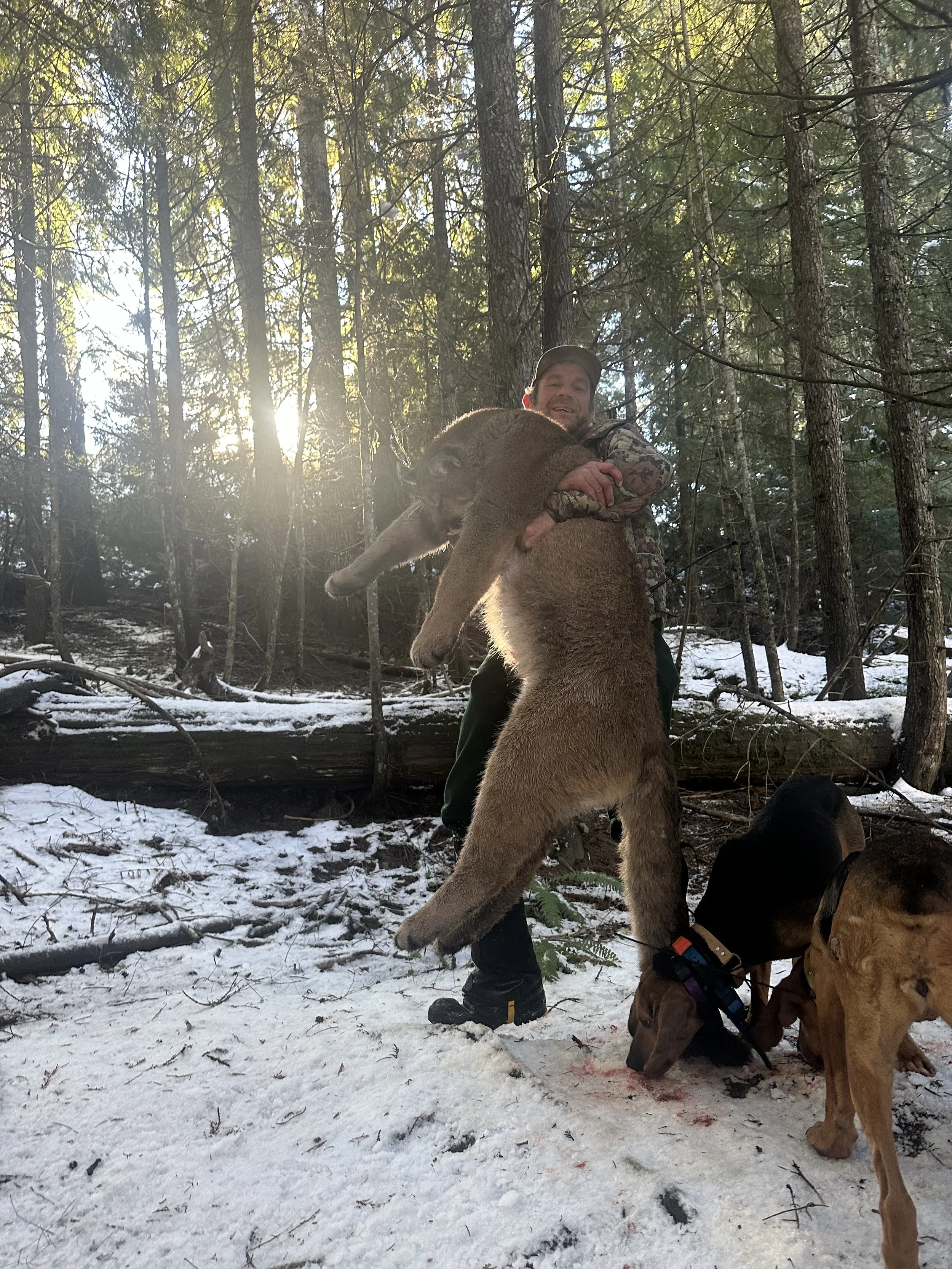 A man smiling in a forest with snow, holding a large bear cub while three dogs sniff the snow nearby.