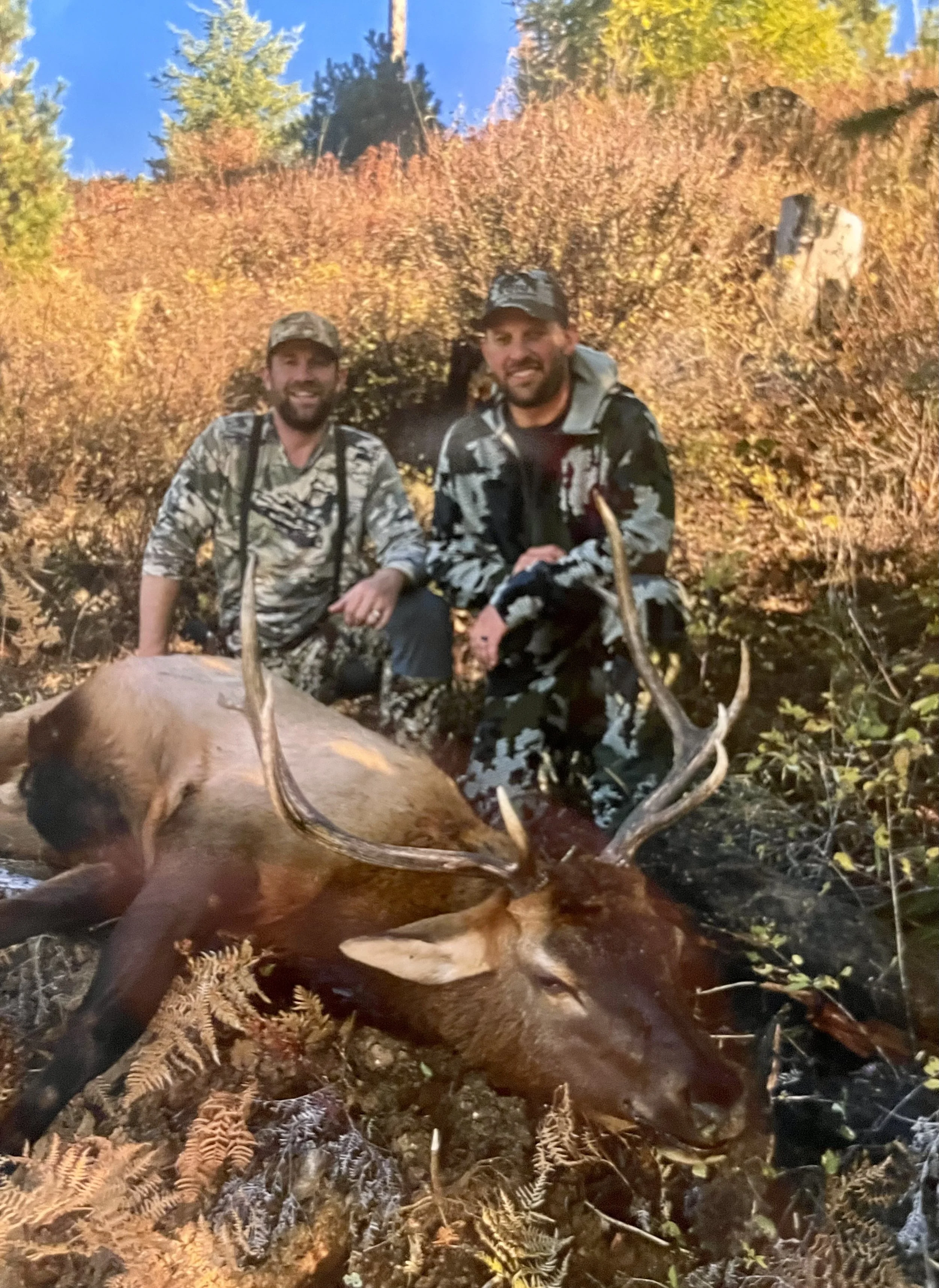 Two hunters in camouflage clothing posing with a large elk they have hunted, lying on the ground among ferns and leaves, with colorful autumn foliage in the background.