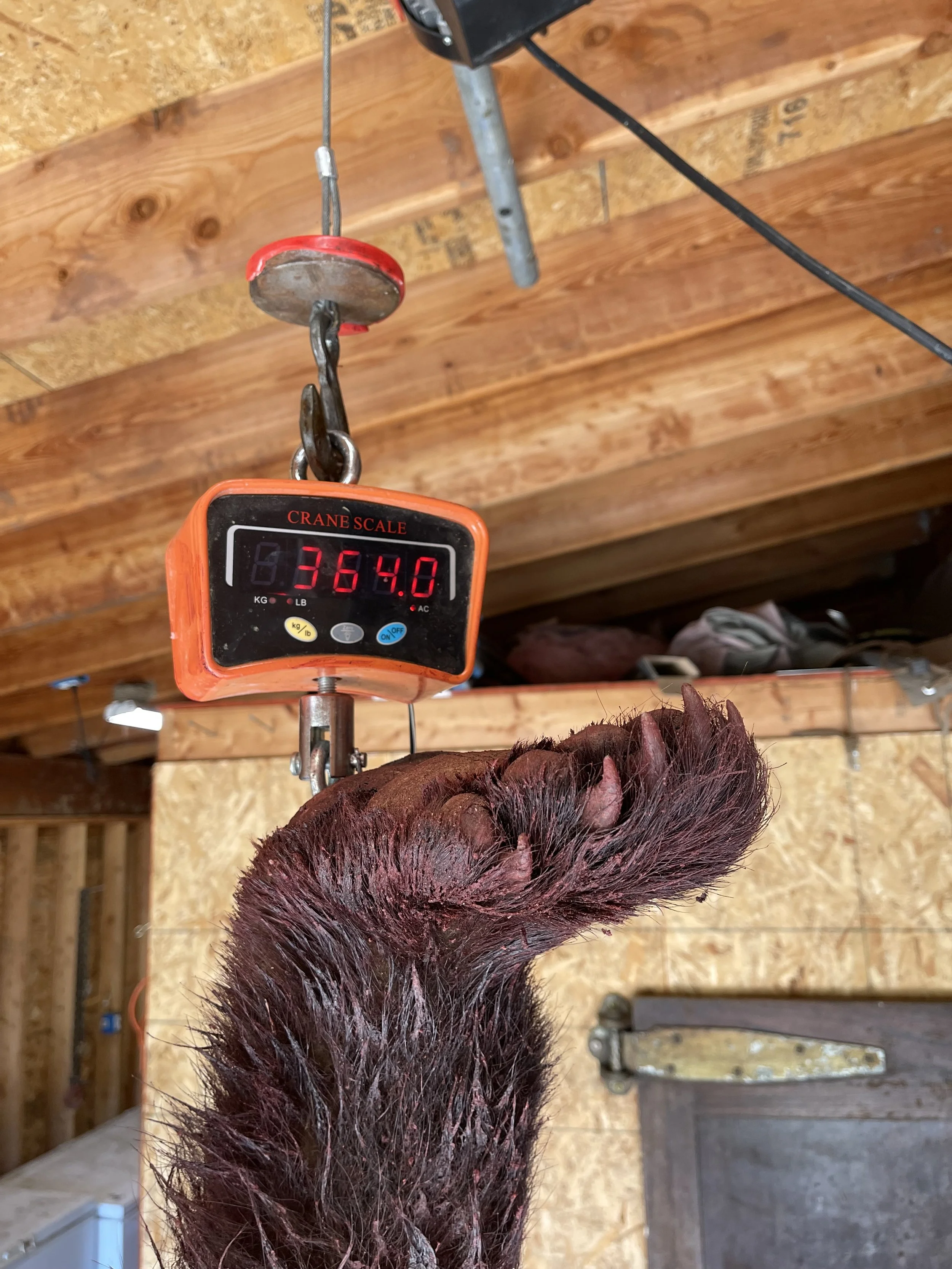 A digital crane scale is weighing a large, hairy animal paw with a weight of 364.0 pounds in a wooden workshop or garage.