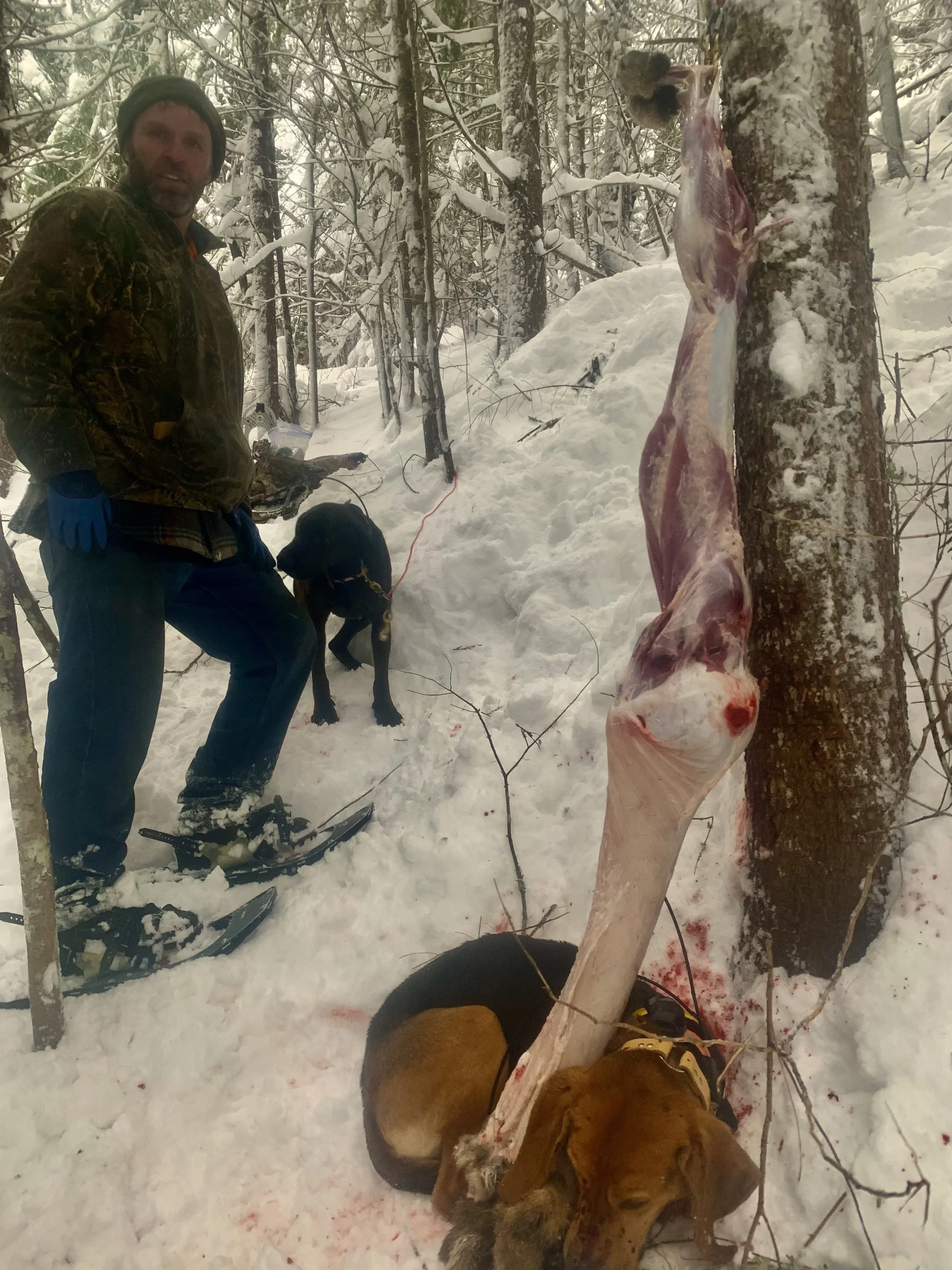 A man in winter clothing and a camouflage jacket stands in a snow-covered forest with a dog near him. A large animal carcass hangs from a tree, with the dog's head resting on the snow close to the carcass, which appears to be a big game animal, possi
