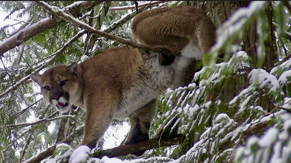 A mountain lion, or cougar, perched in snow-covered tree branches in a dense forest, looking downward.
