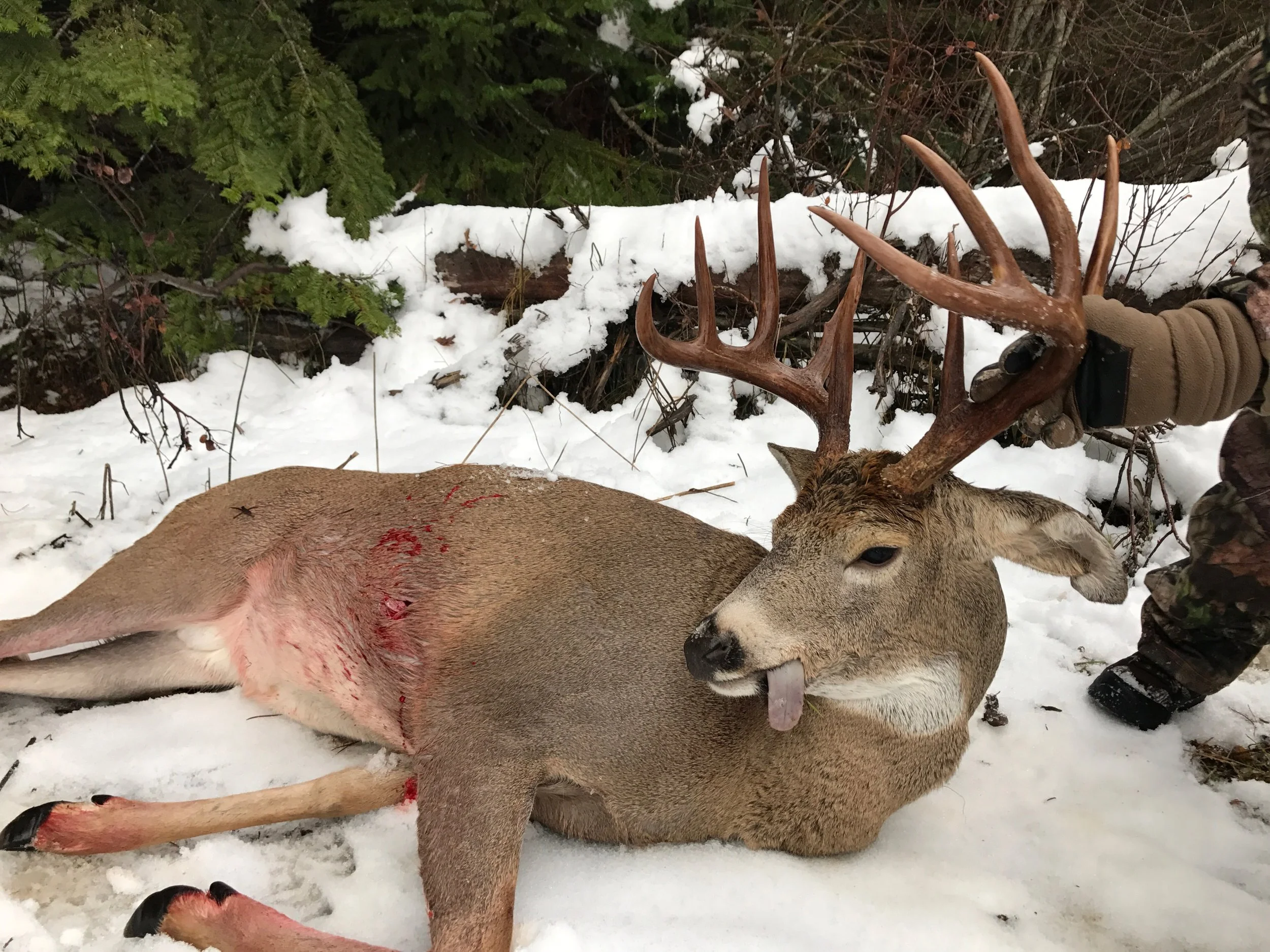 A large male deer with a buck's antlers lying on snow with a hunter’s gloved hand holding the antlers. There is visible blood on the deer's side and snow, with trees and bushes in the background.
