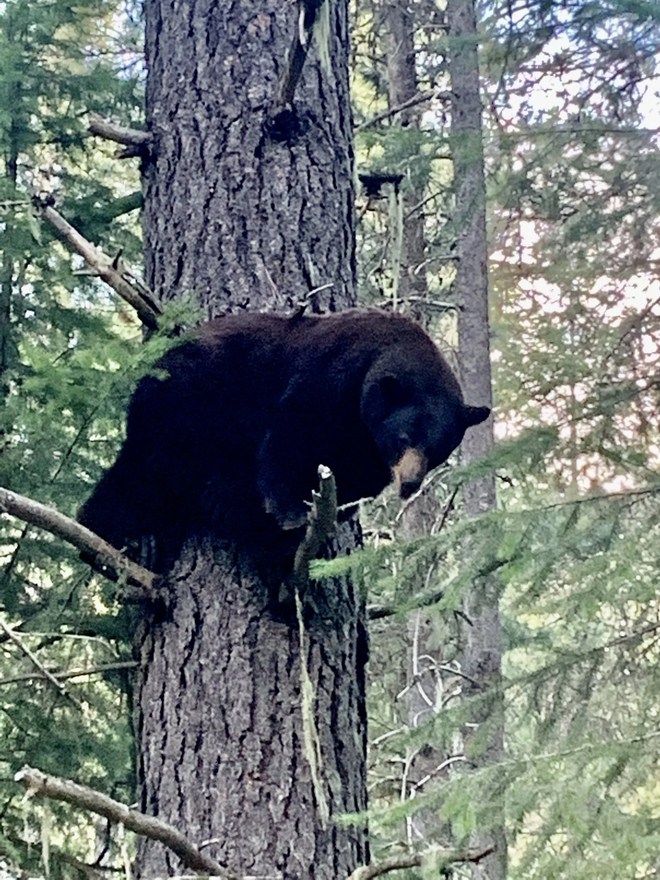A black bear climbing a tall pine tree in a forest.