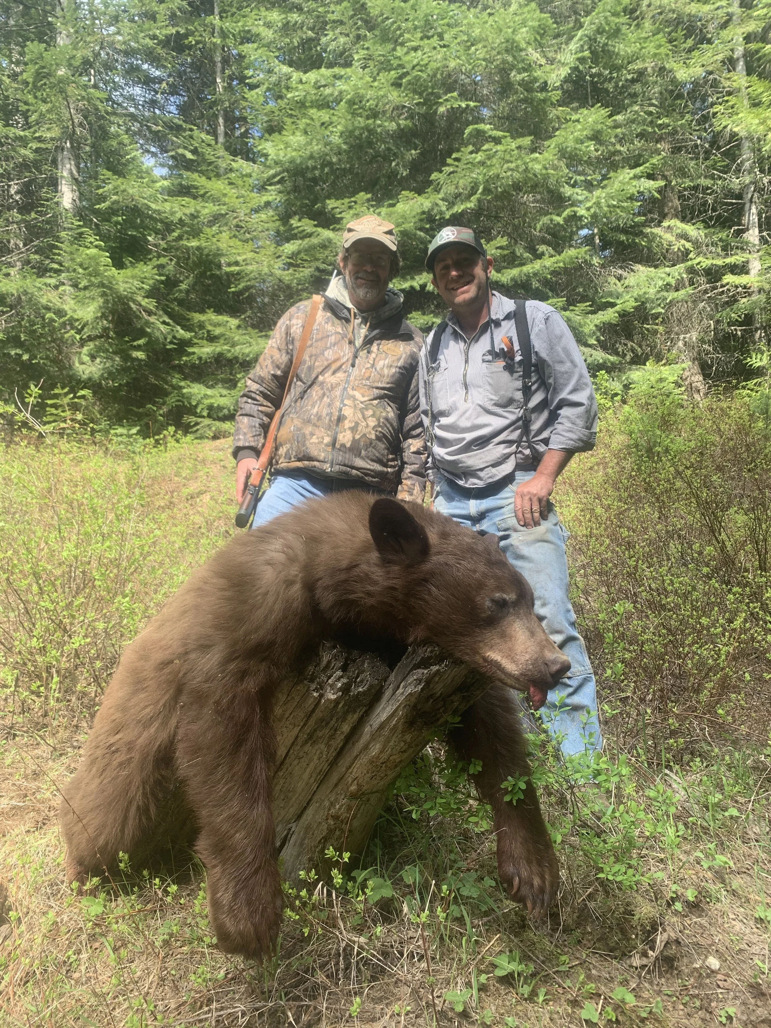 Two men standing behind a dead bear draped over a log in a forested area, with green trees and bushes in the background.