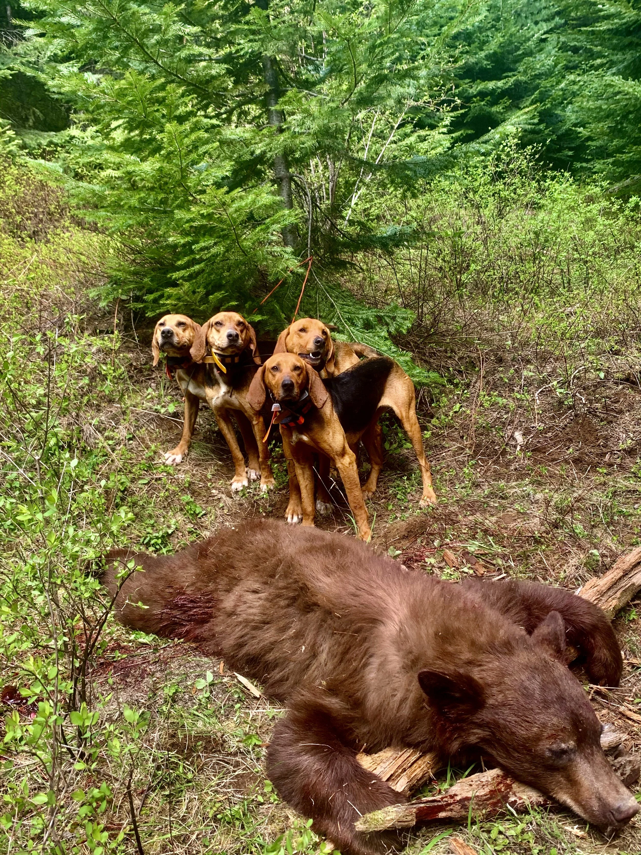 Four beag dogs with collars and leashes in a forest, in front of a large brown bear lying down on the ground among green bushes and trees.