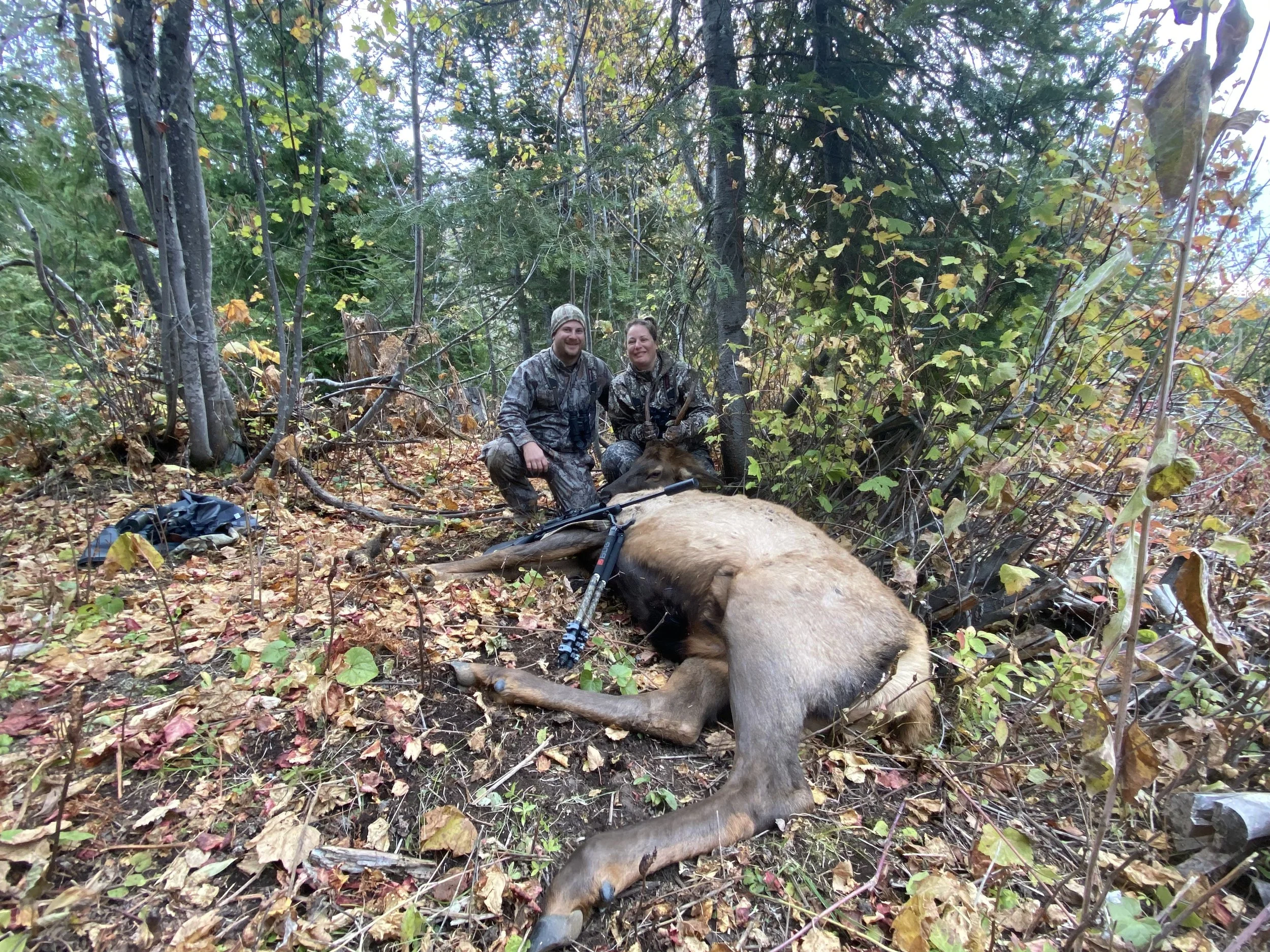 Two hunters kneeling in a forested area with a large, deceased elk, surrounded by trees and foliage, after a game hunt.