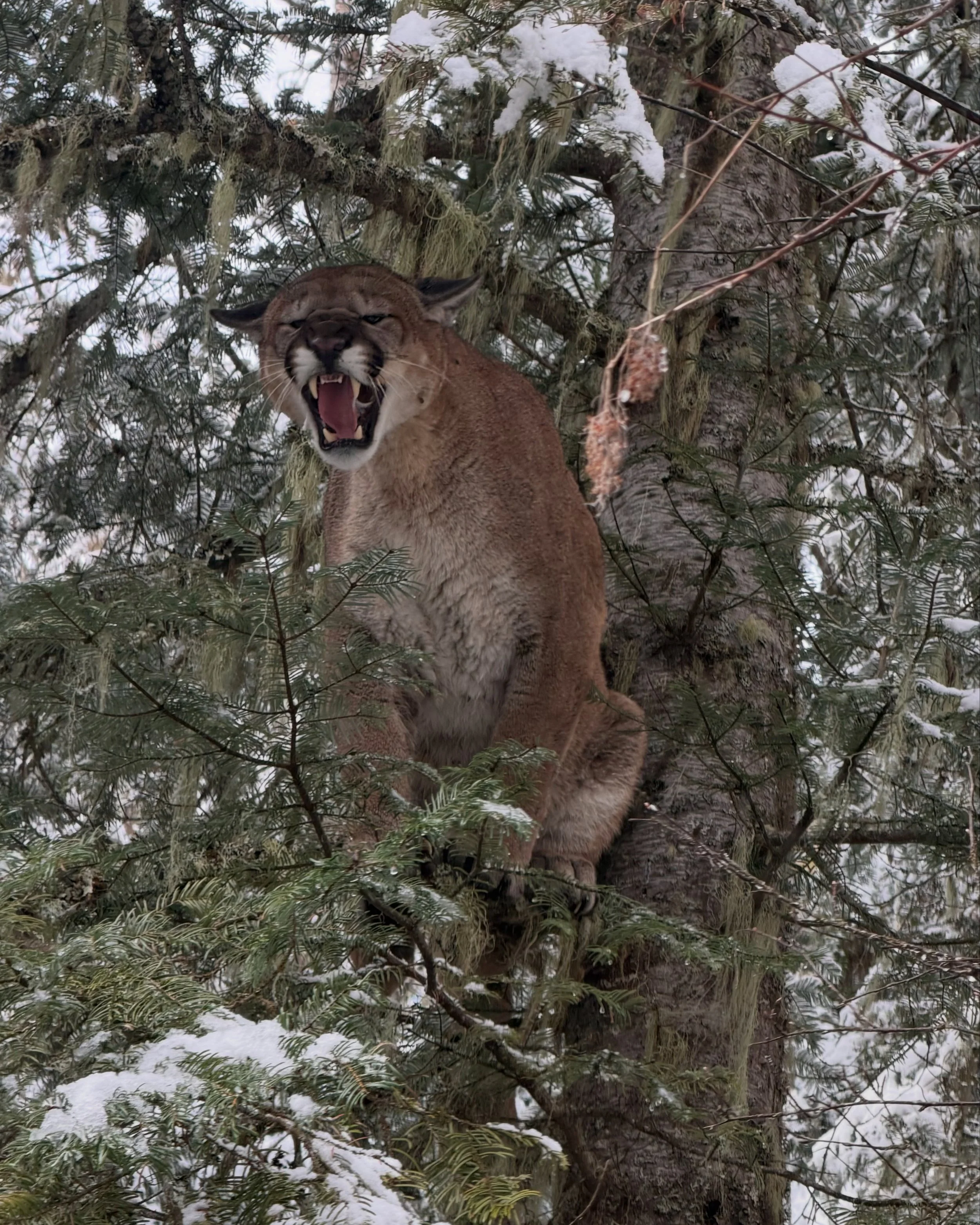 A mountain lion perched in a snow-covered evergreen tree, roaring or growling.