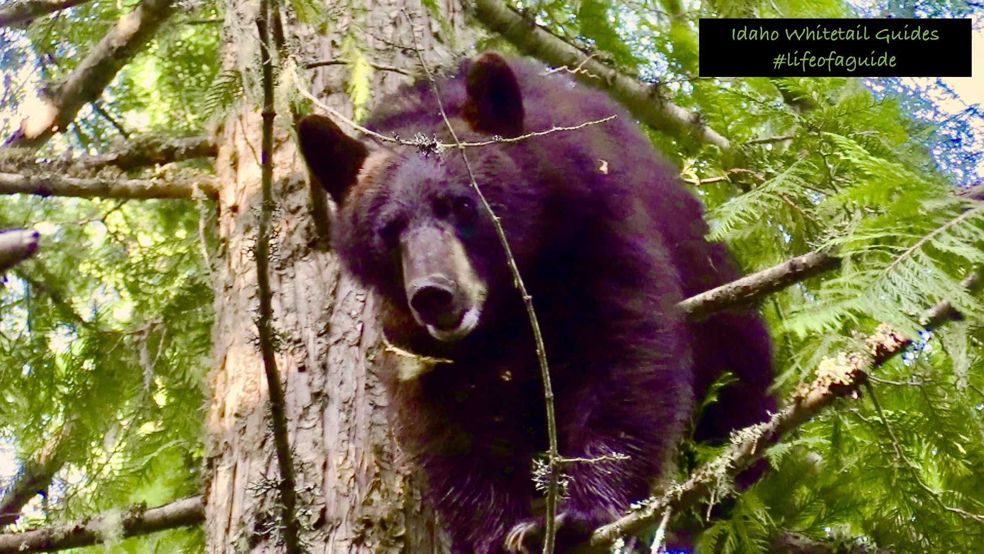 A black bear nestled in a tree with green foliage around it, looking towards the camera.