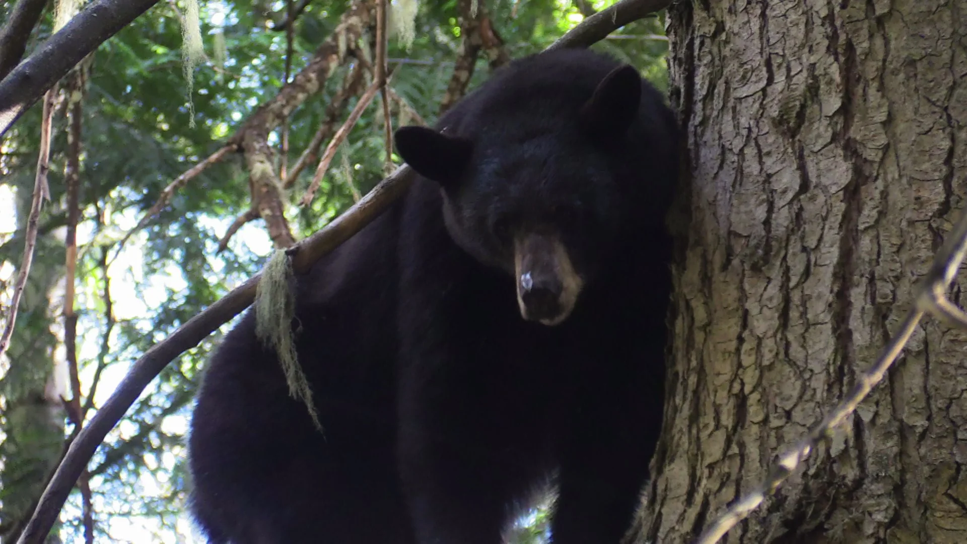 A black bear with a thick coat of fur is climbing a tree, surrounded by green leaves and branches.